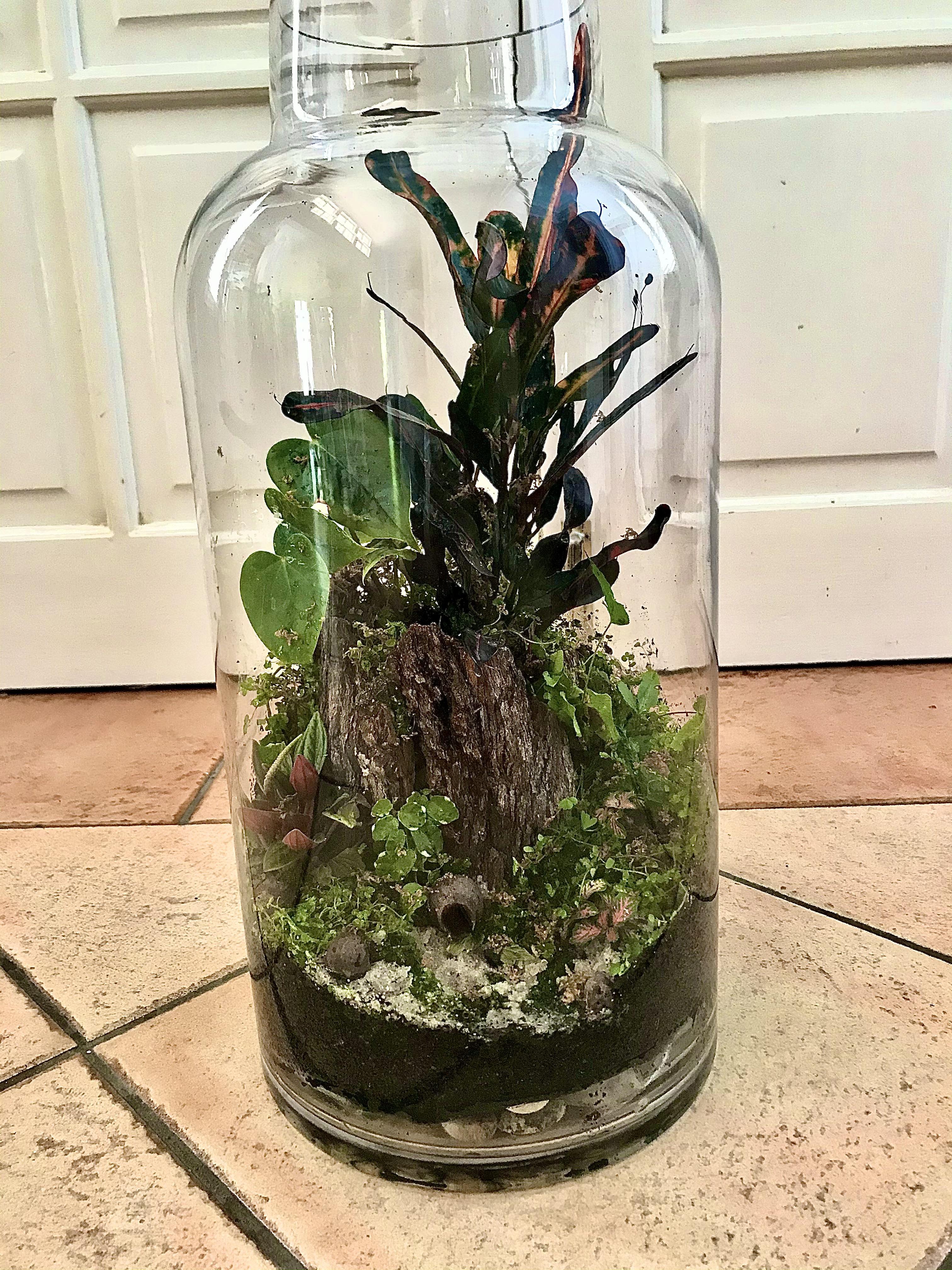 My biggest terrarium yet, I found this giant 16 litre jar at Kmart and