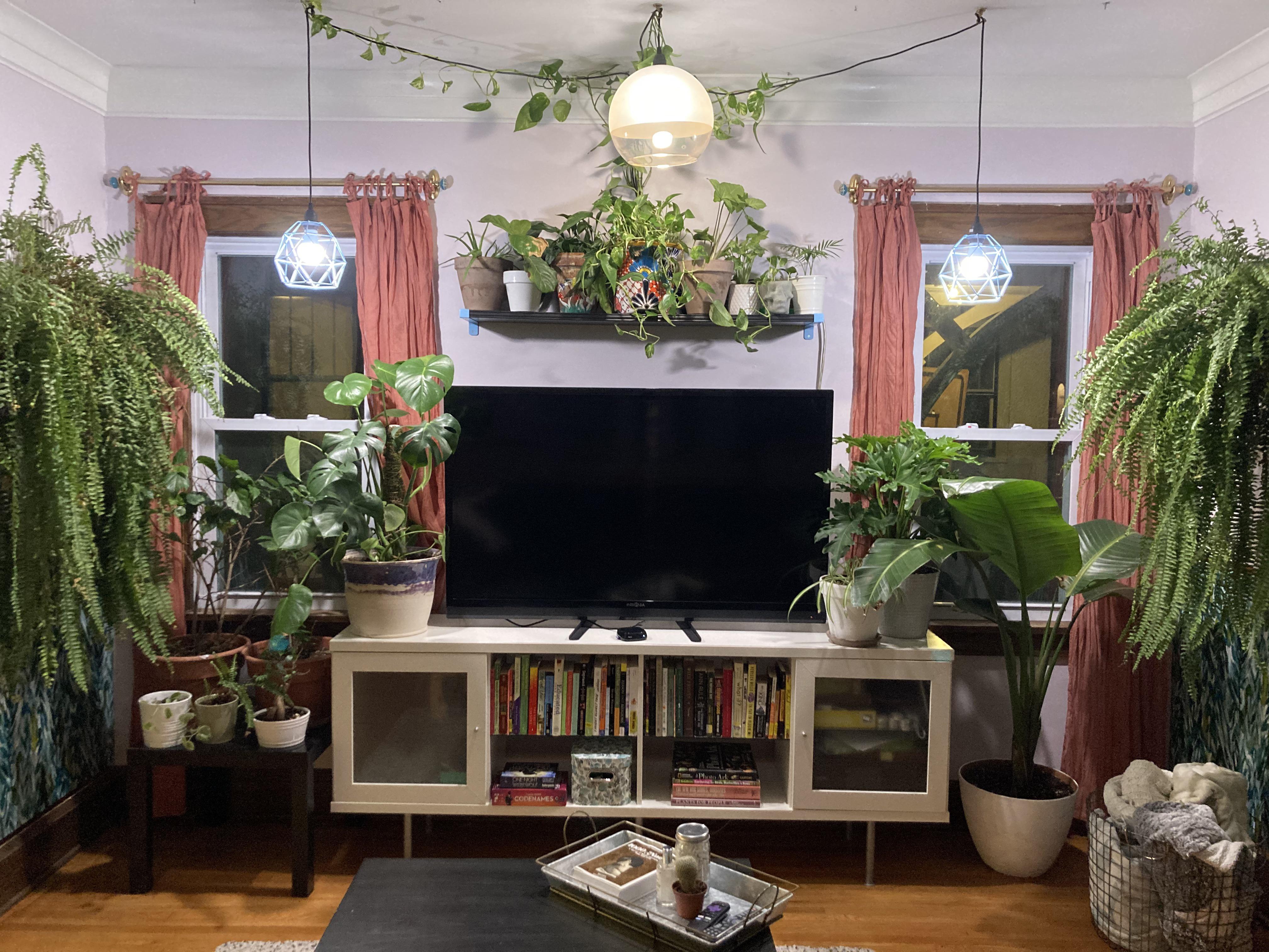 Hung some plant lights so I don’t have to watch all my babies die this