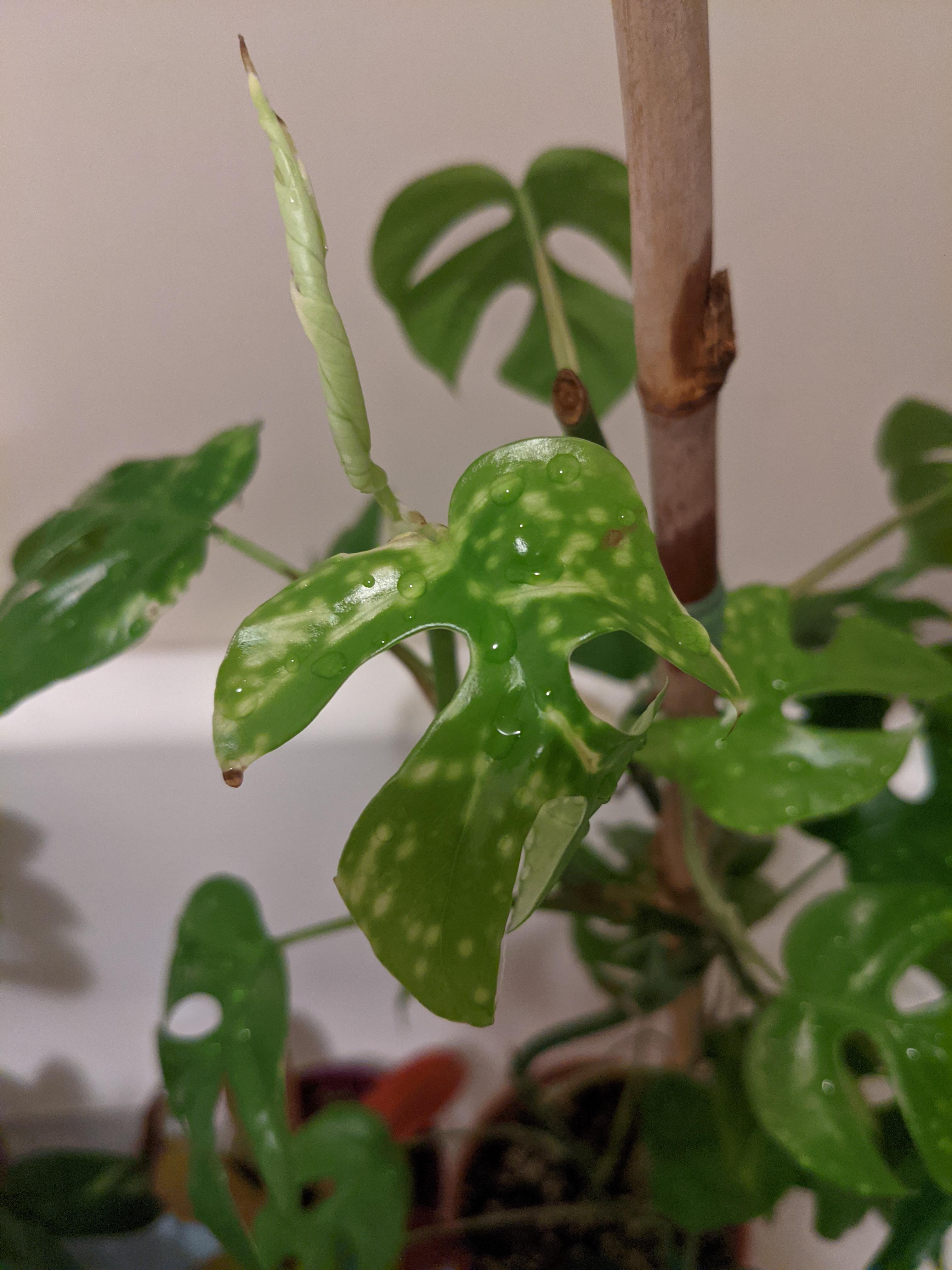 Why does my Rhaphidophora, along with a nepenthes, have yellow spots on