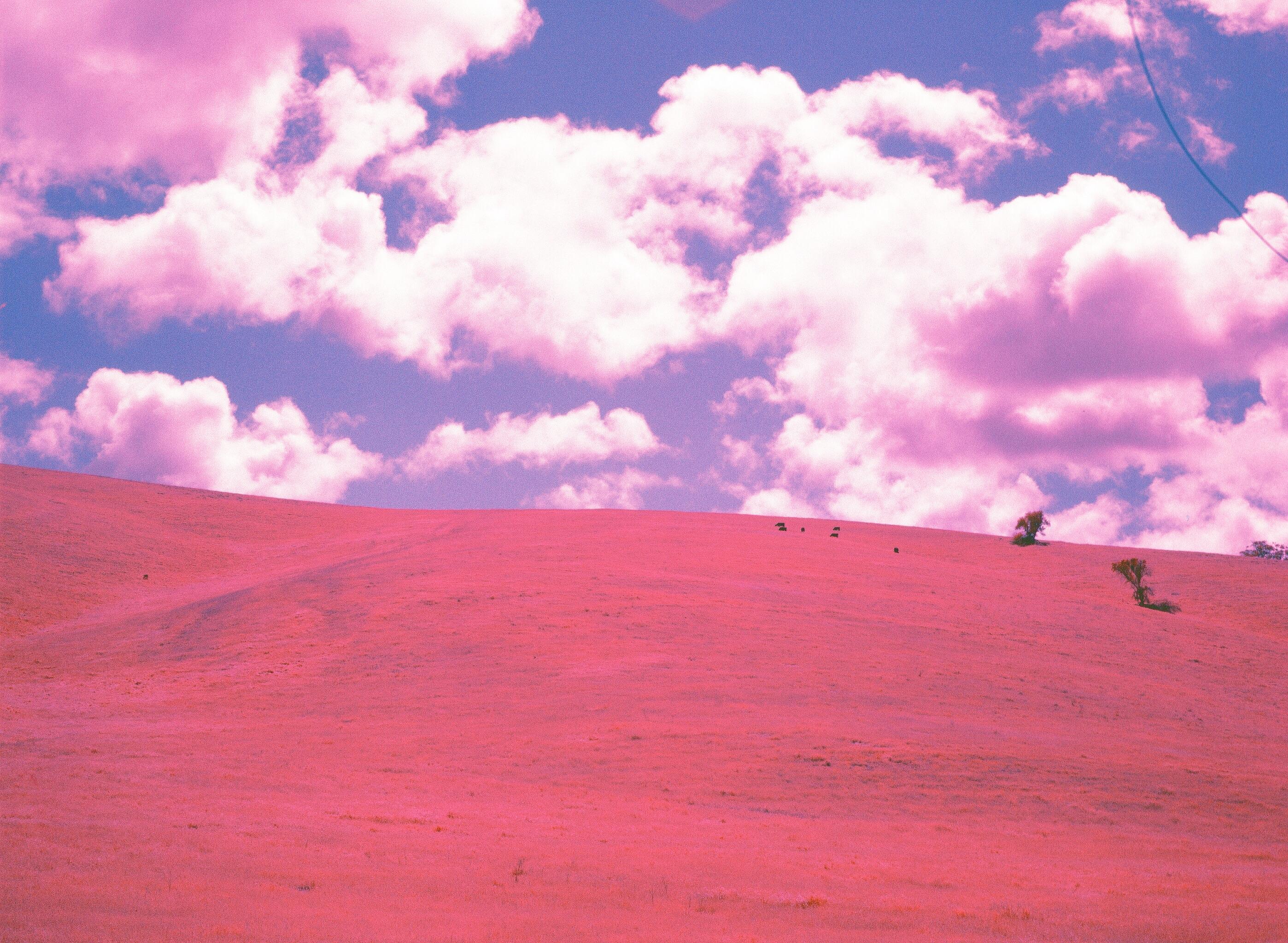 Pink hill with cows (Mamiya 645, 80 2.8, Kodak Aerochrome) r/analog