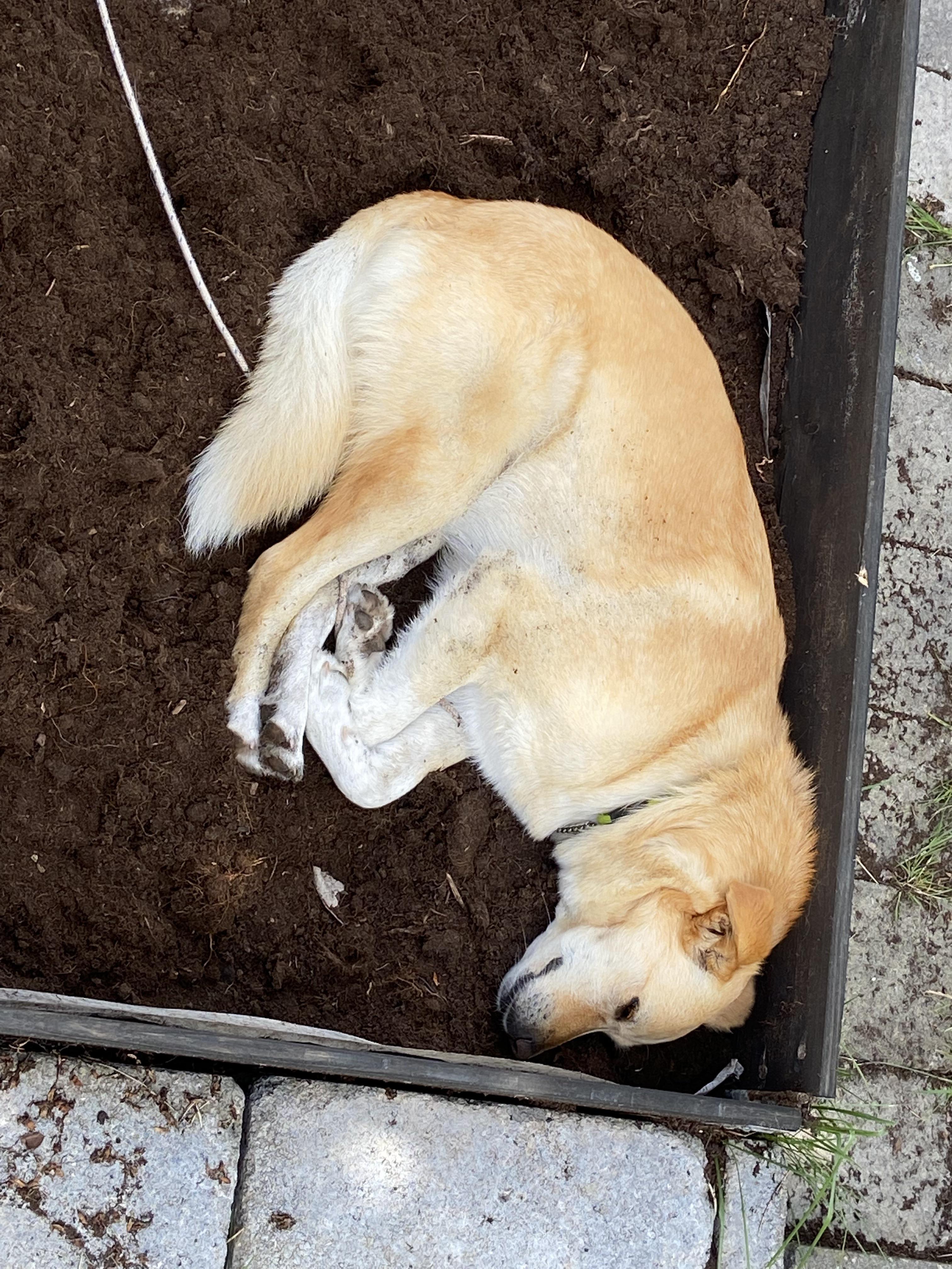 Why Do Dogs Like Laying In Dirt