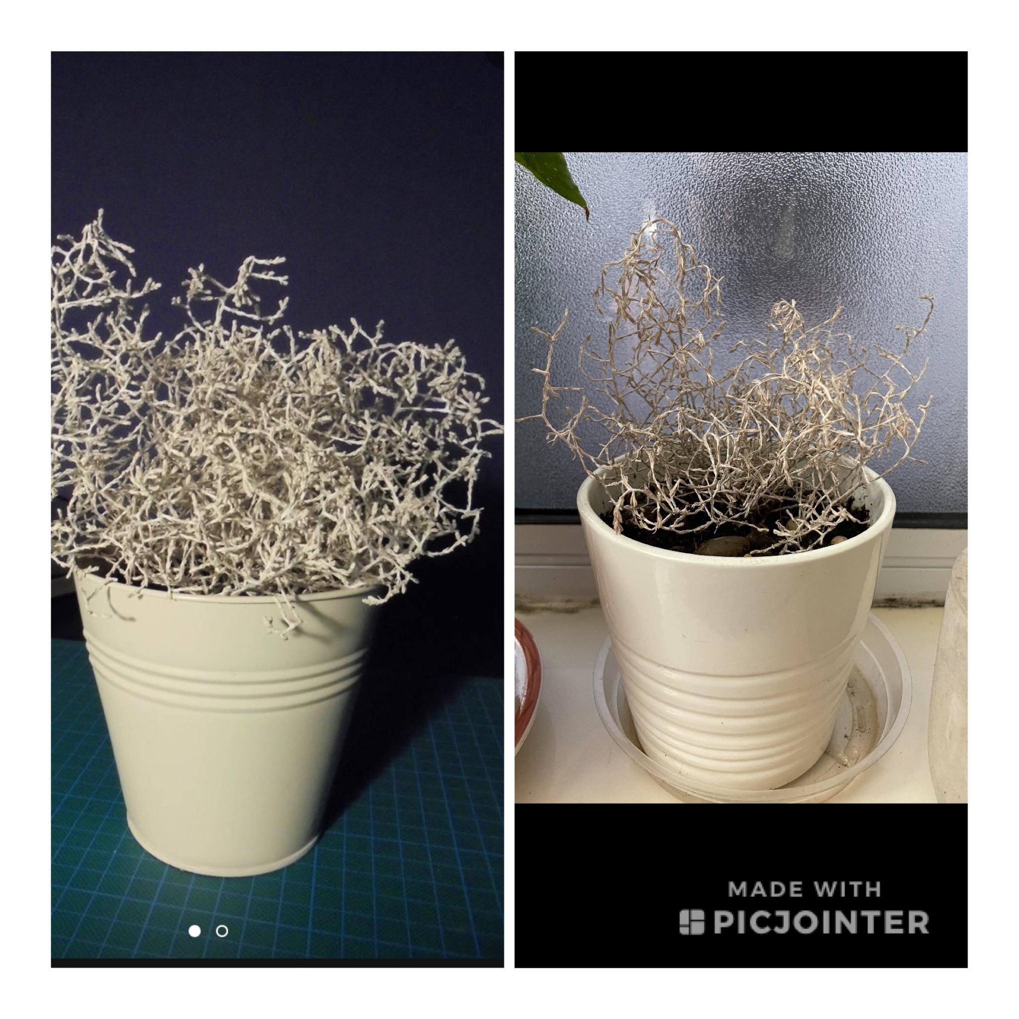 Side by side comparison of the same plant, alive vs deceased. Plantgate