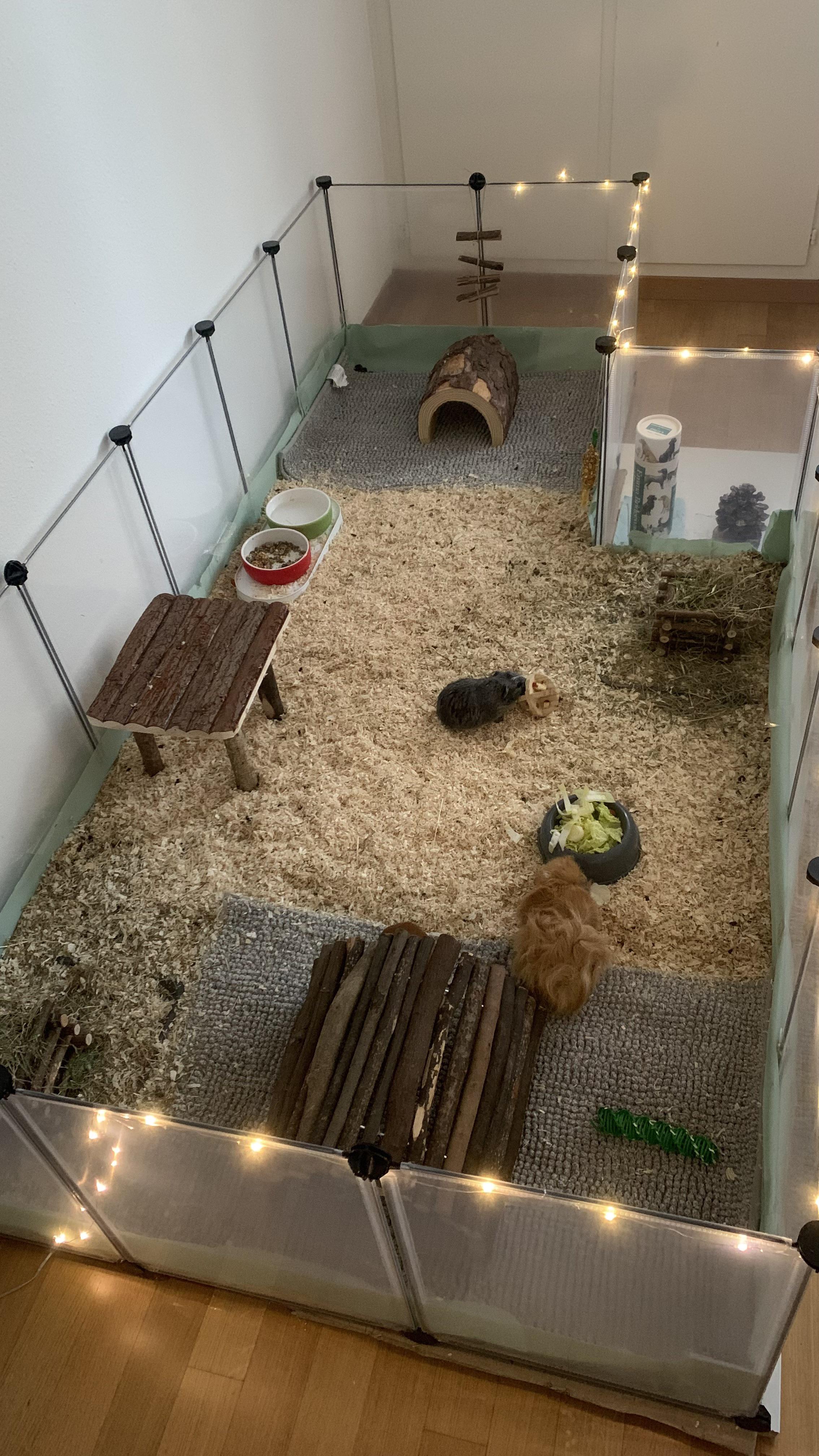 Cage setup r/guineapigs