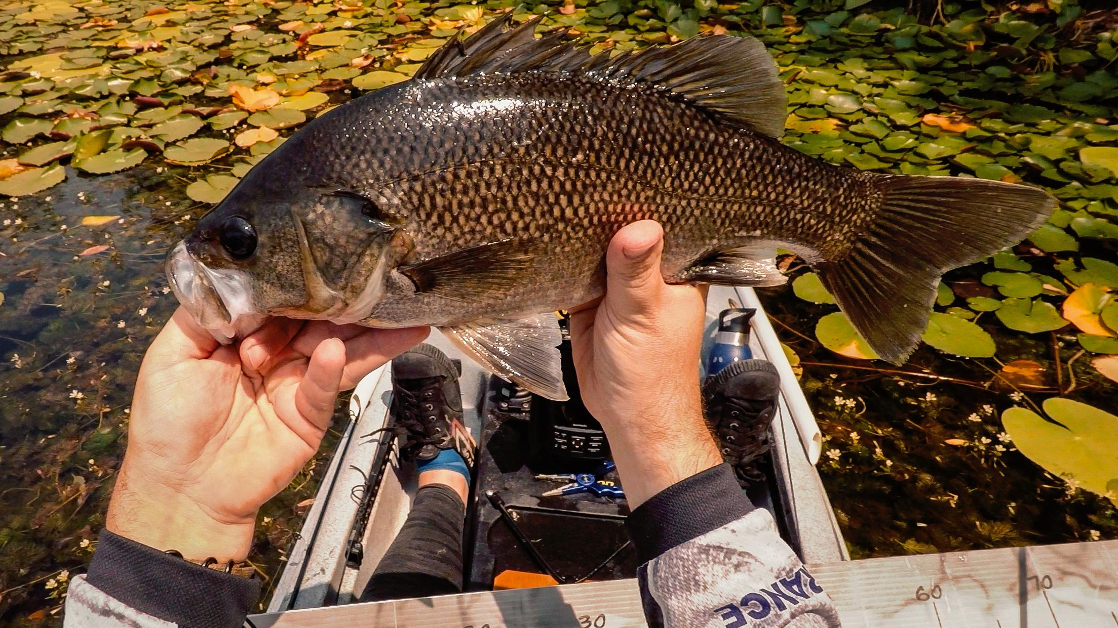 A chunky Australian bass pulled off a deep weed edge, at Clarrie Hall