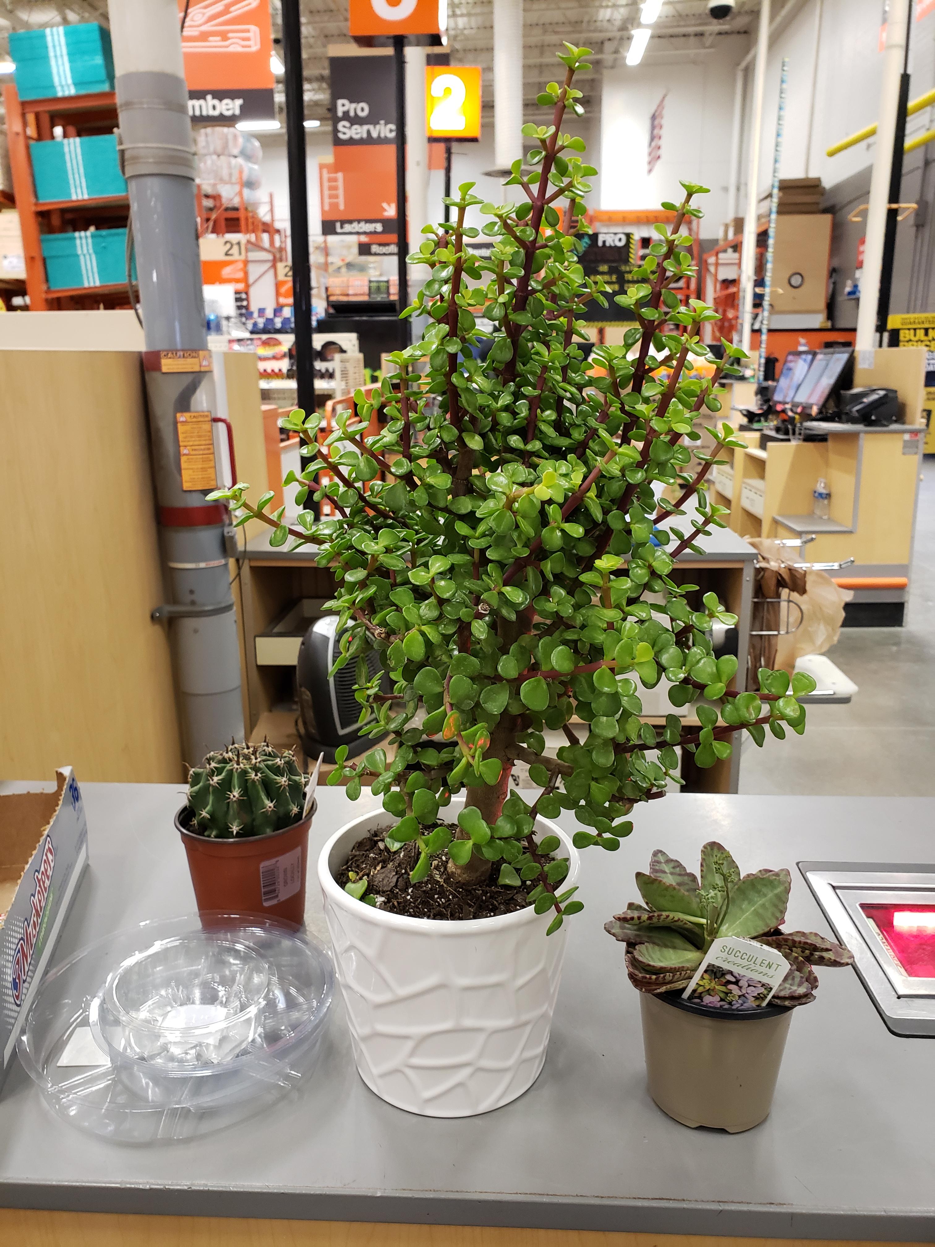 I found this beautiful elephant bush at Home Depot for only 17