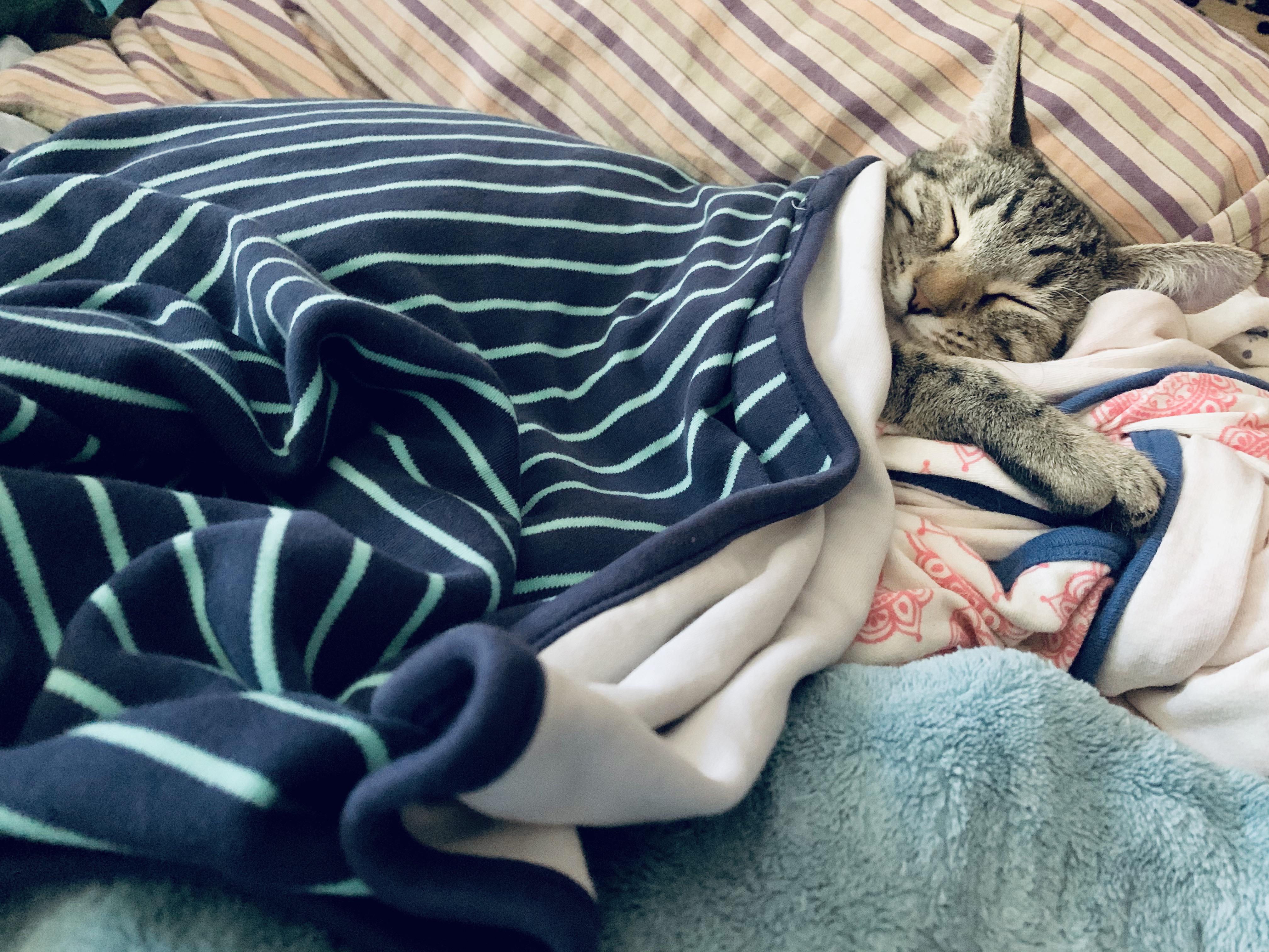 All tucked in with all the blankets and pillows r/tuckedinkitties