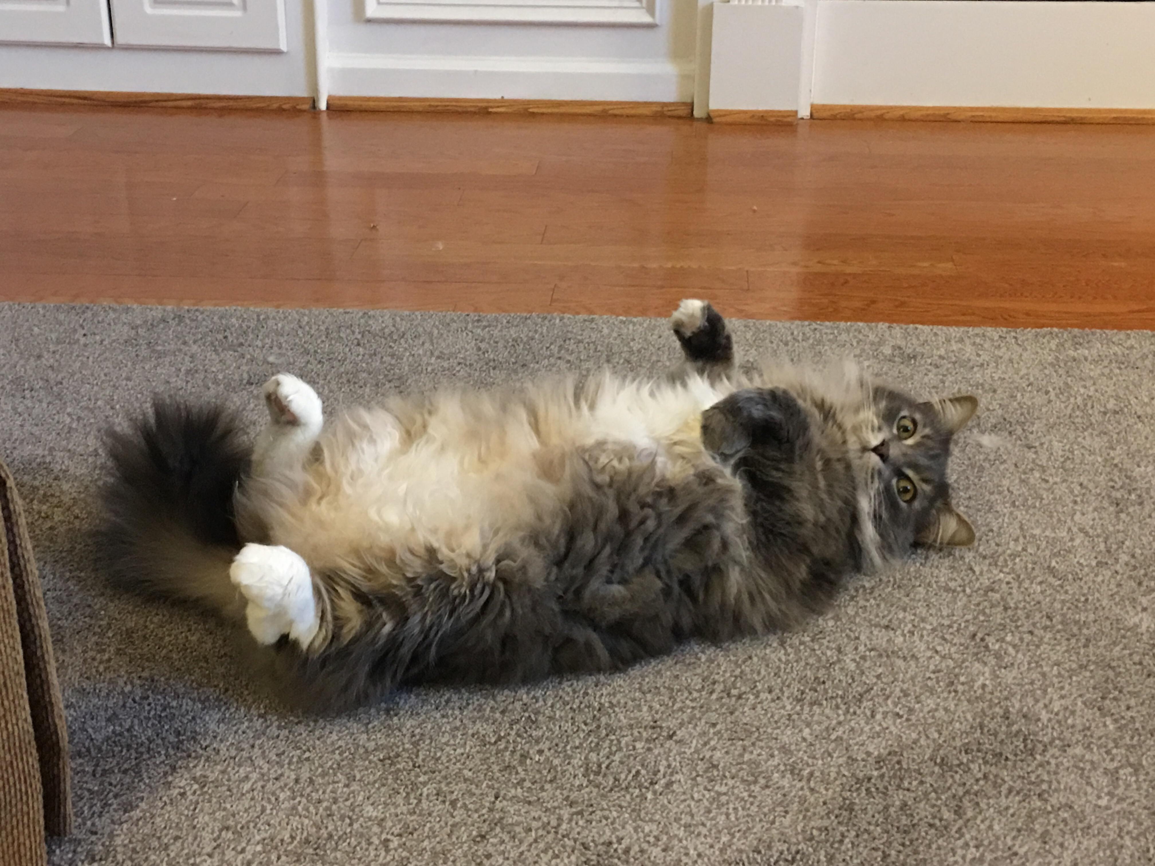 What's it to ya? Didn't think most cats like to lay on their backs but