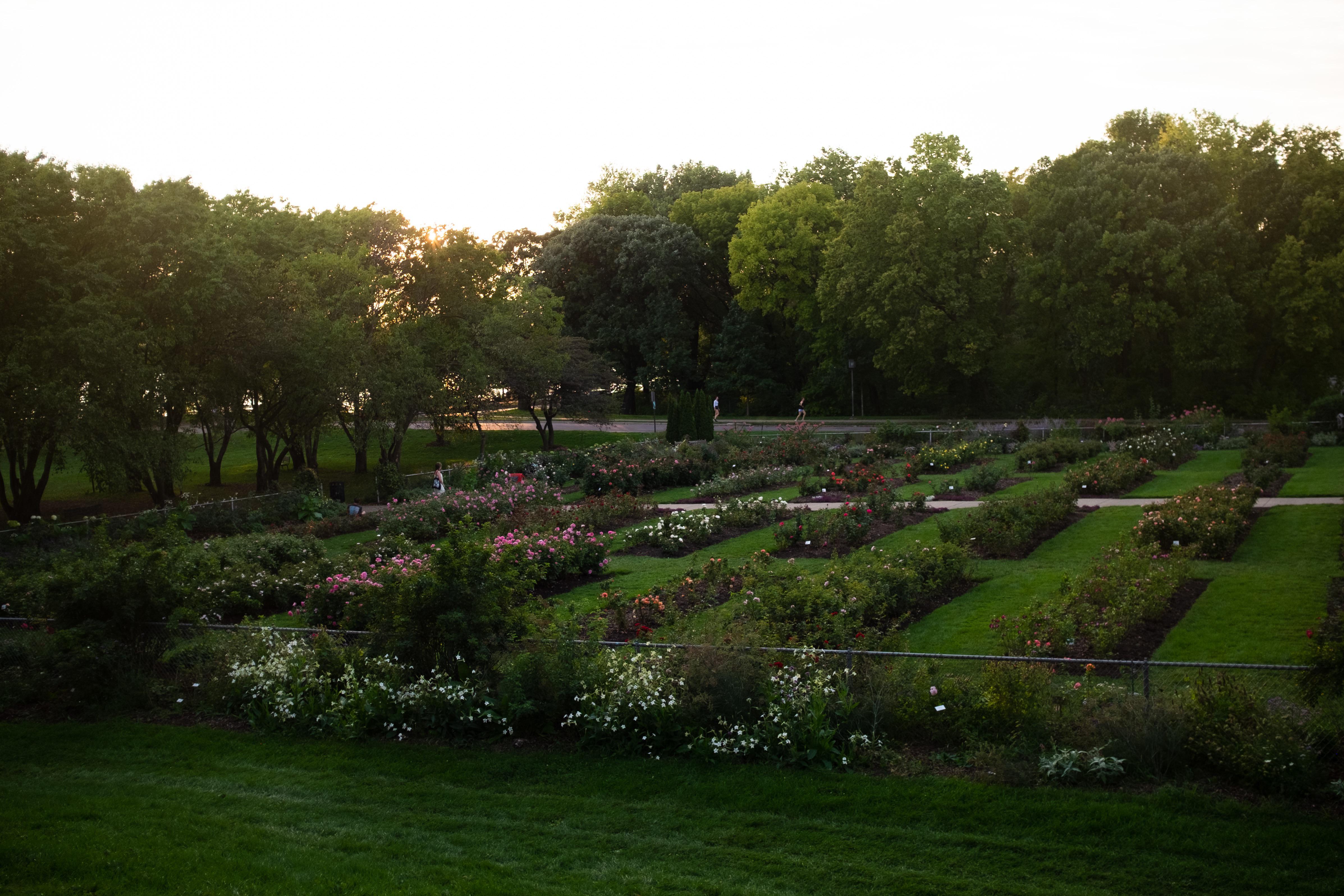 The Lake Harriet Rose Garden tonight r/Minneapolis