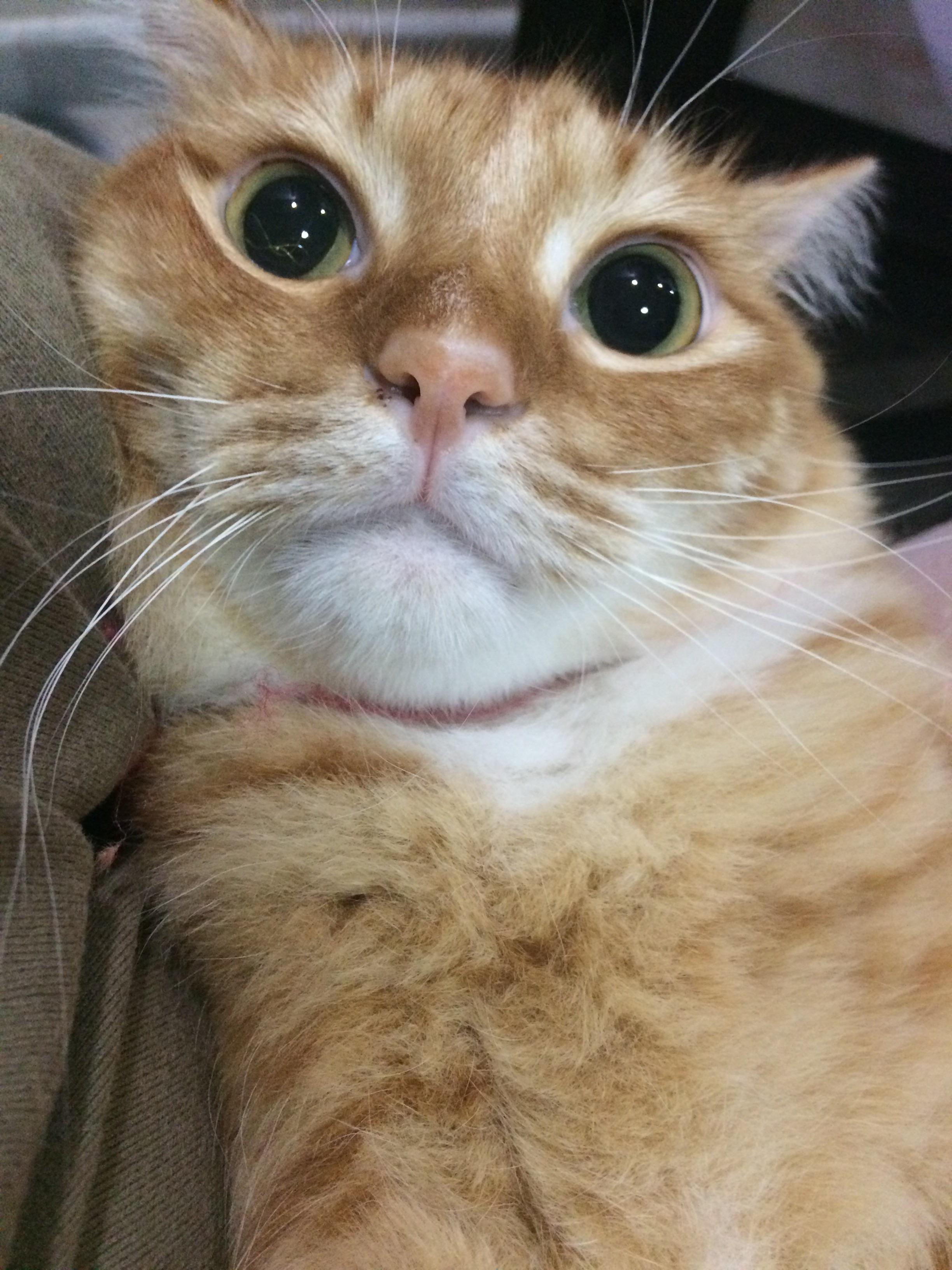 Saucer eyes r/MildlyStartledCats
