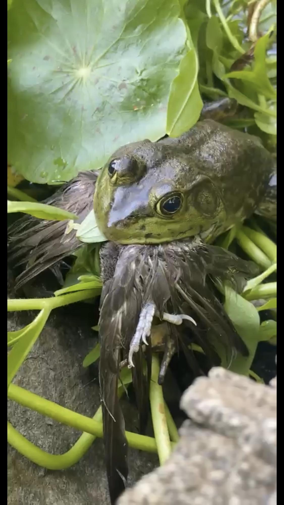 A frog ate a bird in my koi pond today r/Koi
