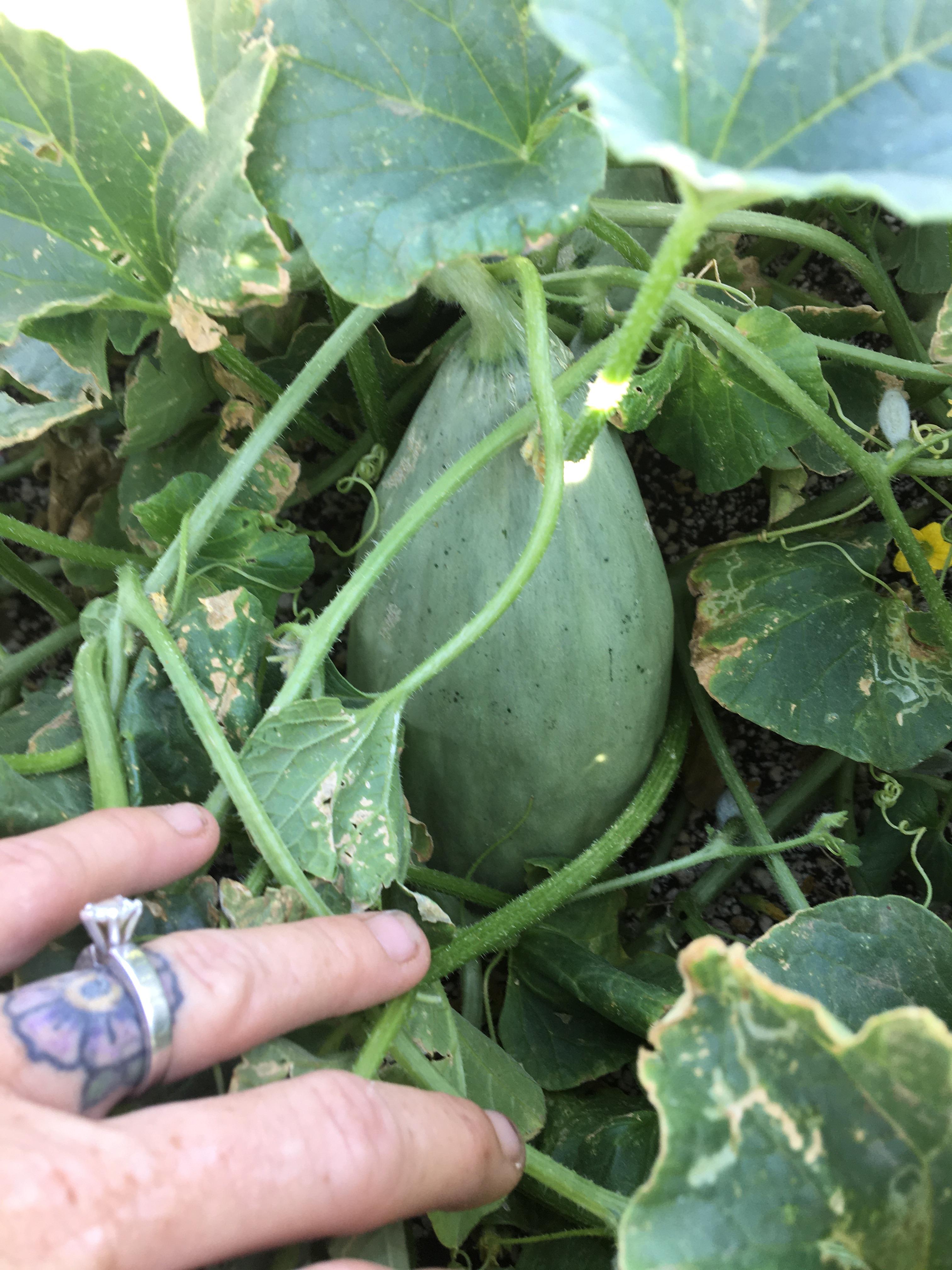 Banana Melons! r/gardening