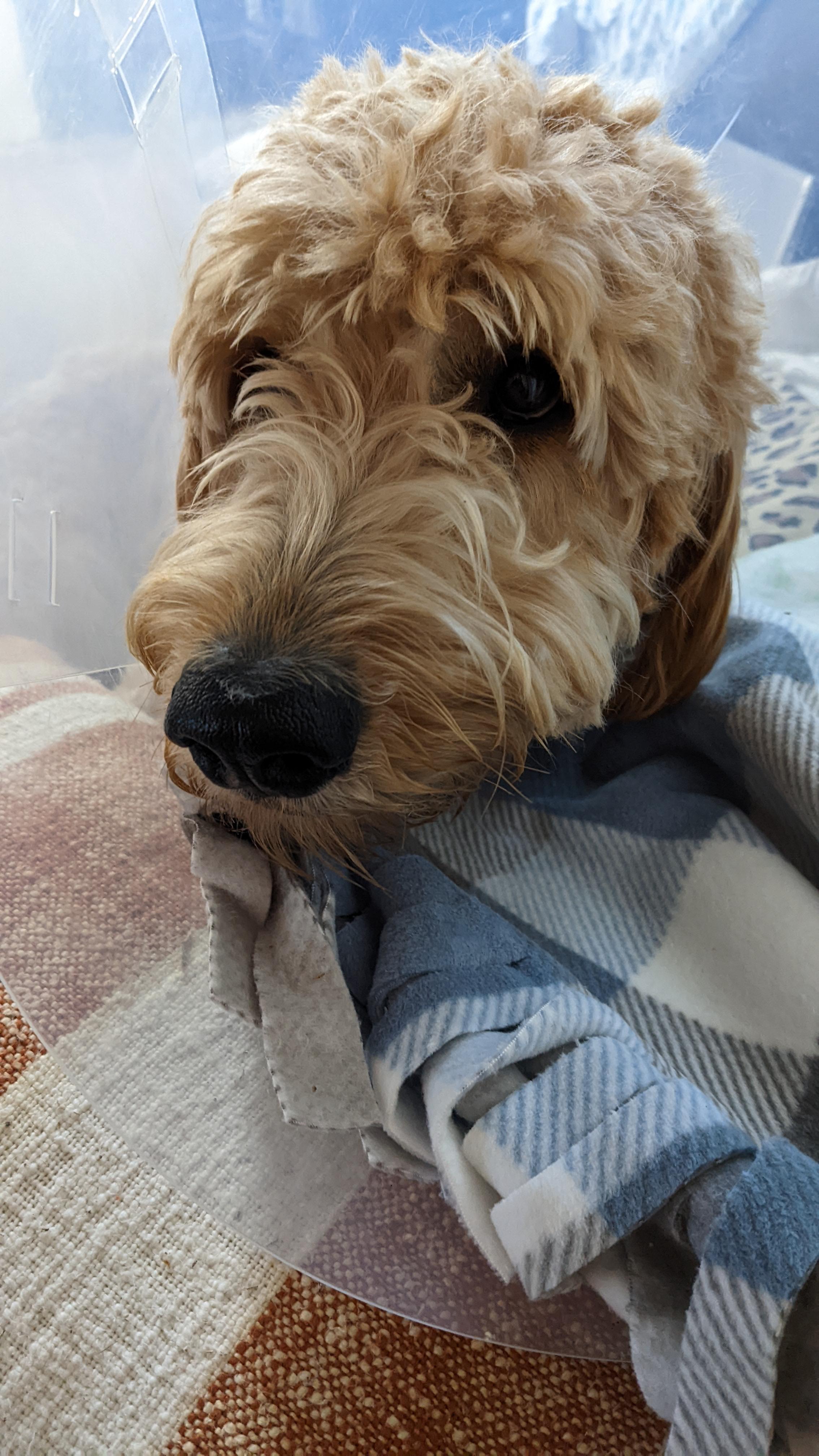 Is it normal that my dog has extremely hard time walking post neutering