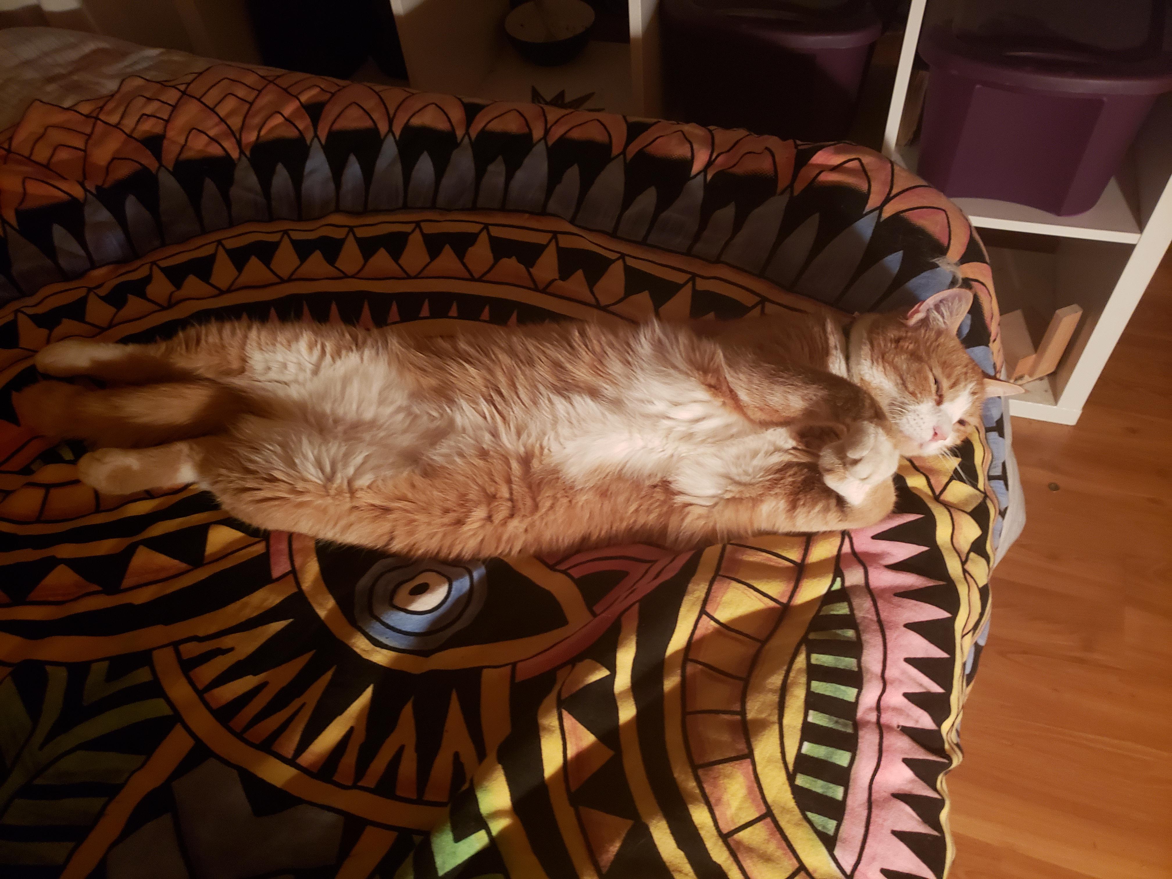 My cat aways sleeps on my bed in the cutest ways. r/Blessed_Images