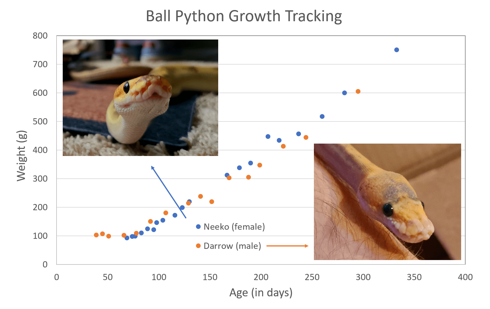So far, my male and female ball pythons seems to be growing at the same