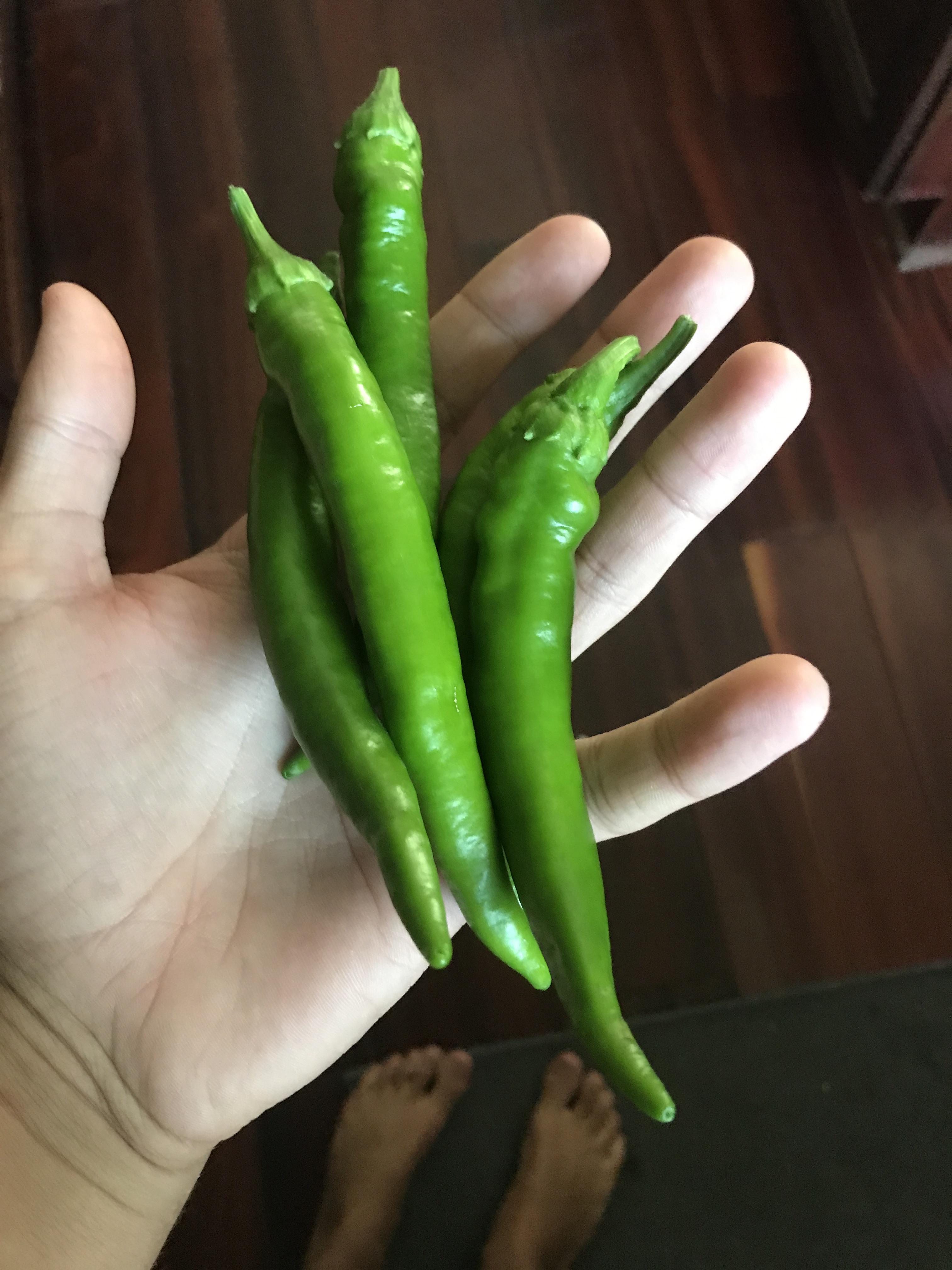 First harvest! Garden salsa variety r/HotPeppers