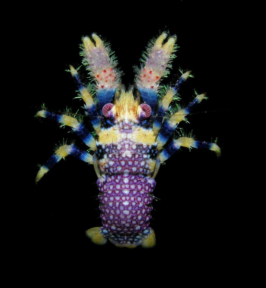 Galathea pilosa, a species of squat lobster from French Polynesia