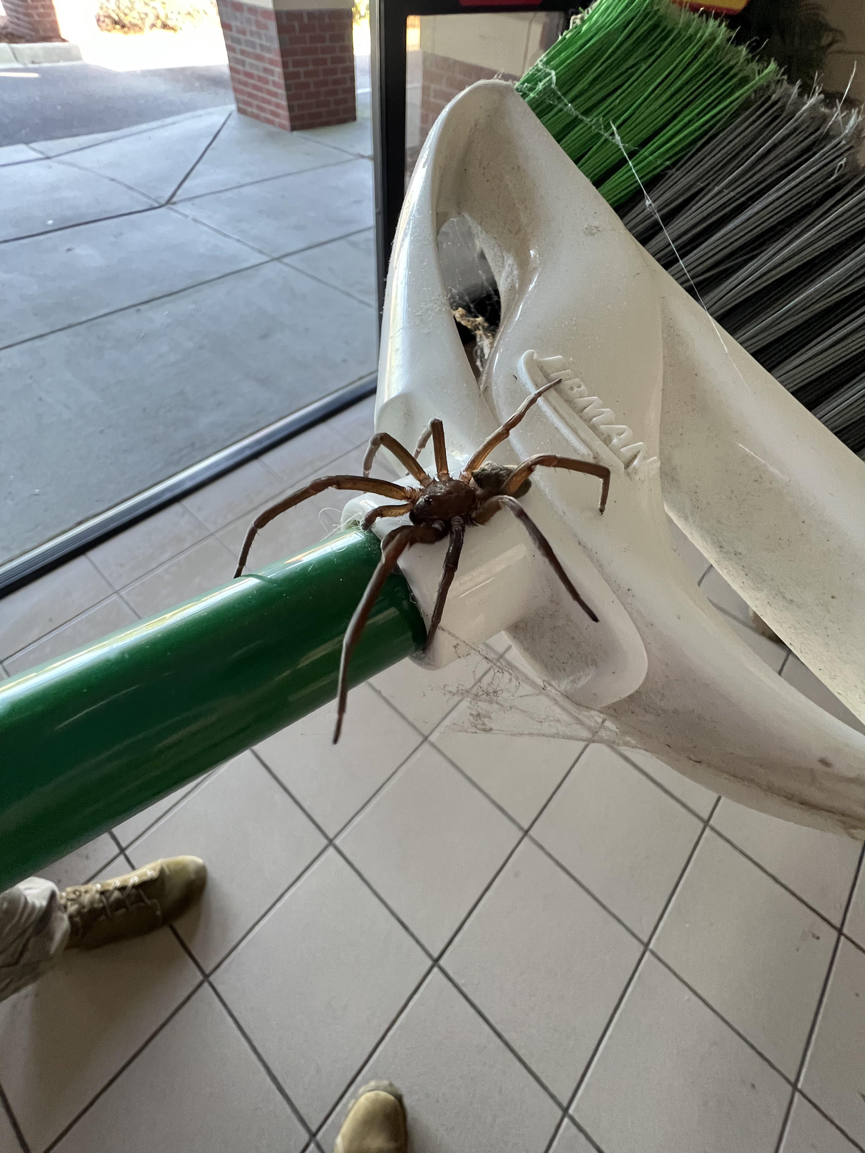 Spider ID would be greatly appreciated. Found in Charleston South