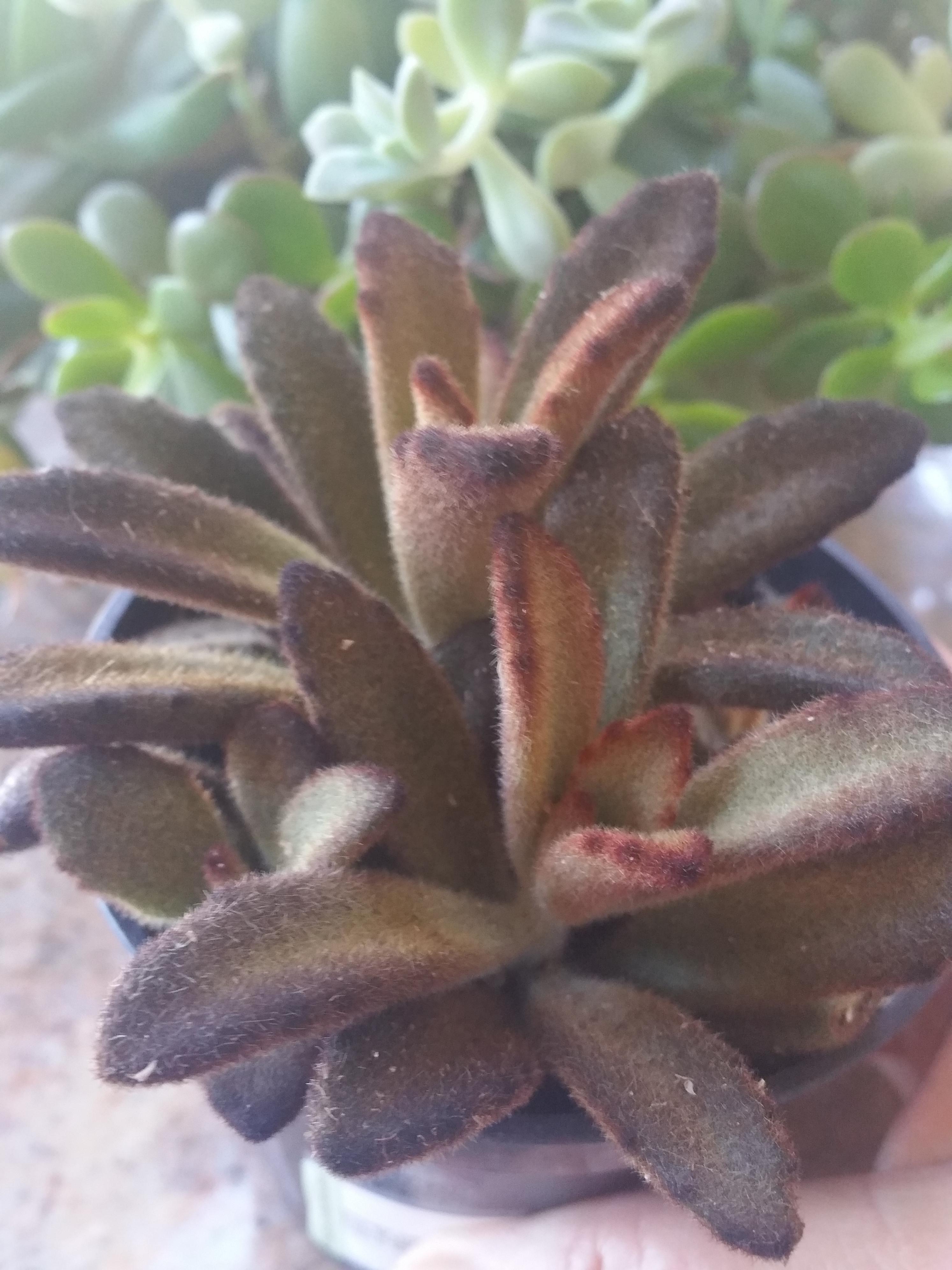 My new fuzzy wuzzy "Cinnamon" kalanchoe r/succulents