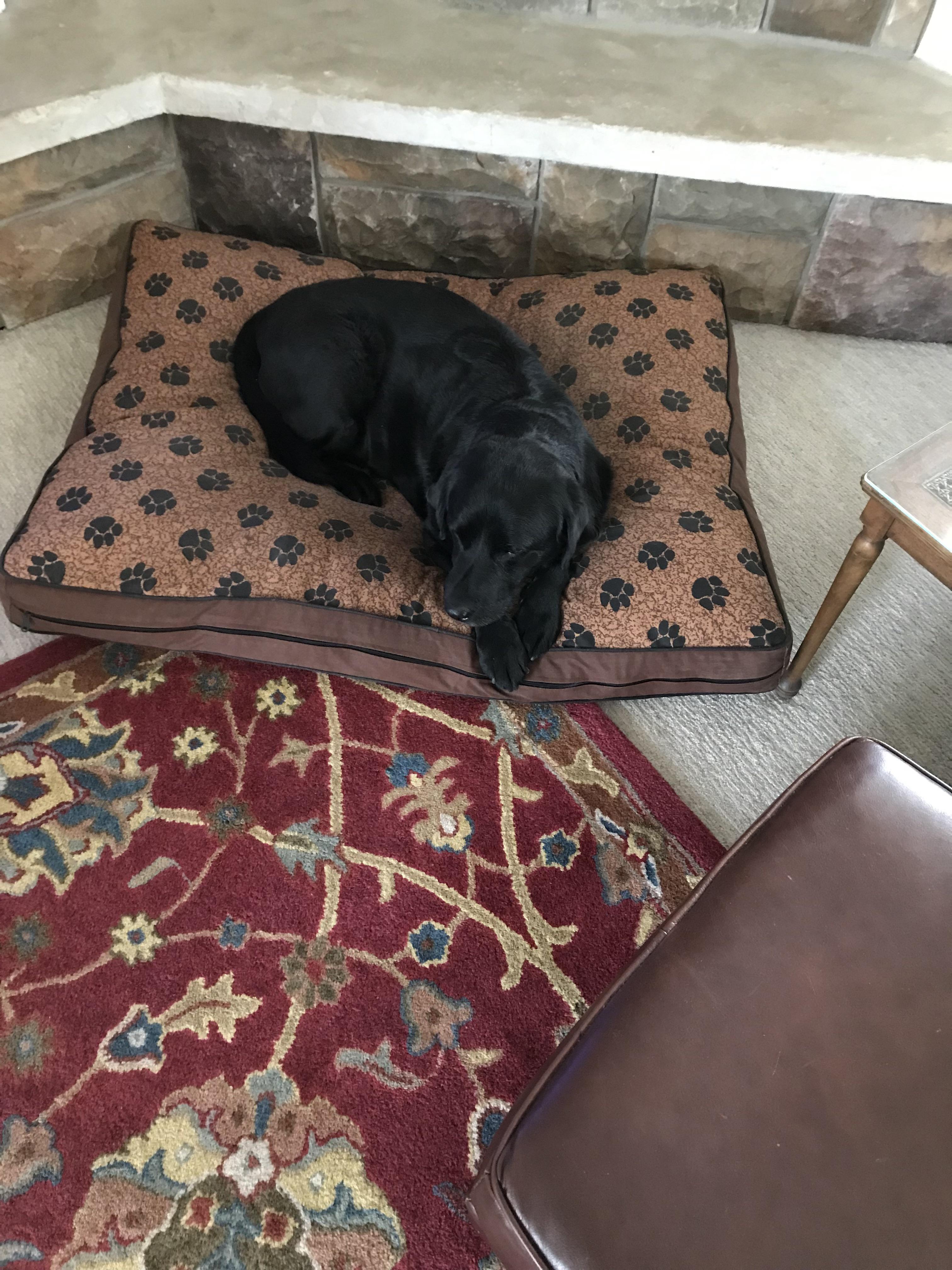 Monstromo on his Mike Lindell bed r/Blacklabs