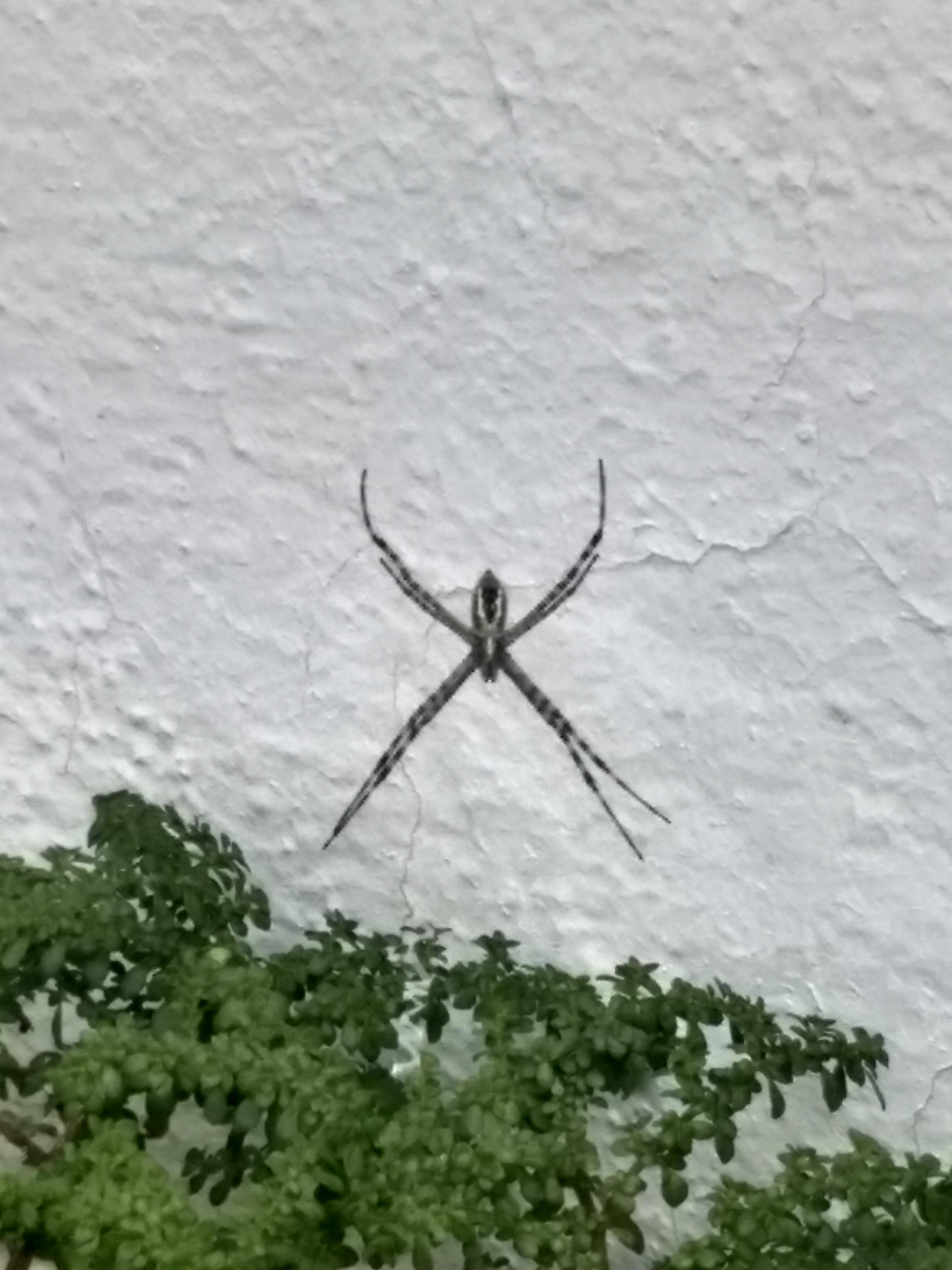 Hi. is this spider dangerous? Guanajuato Mexico r/spiders