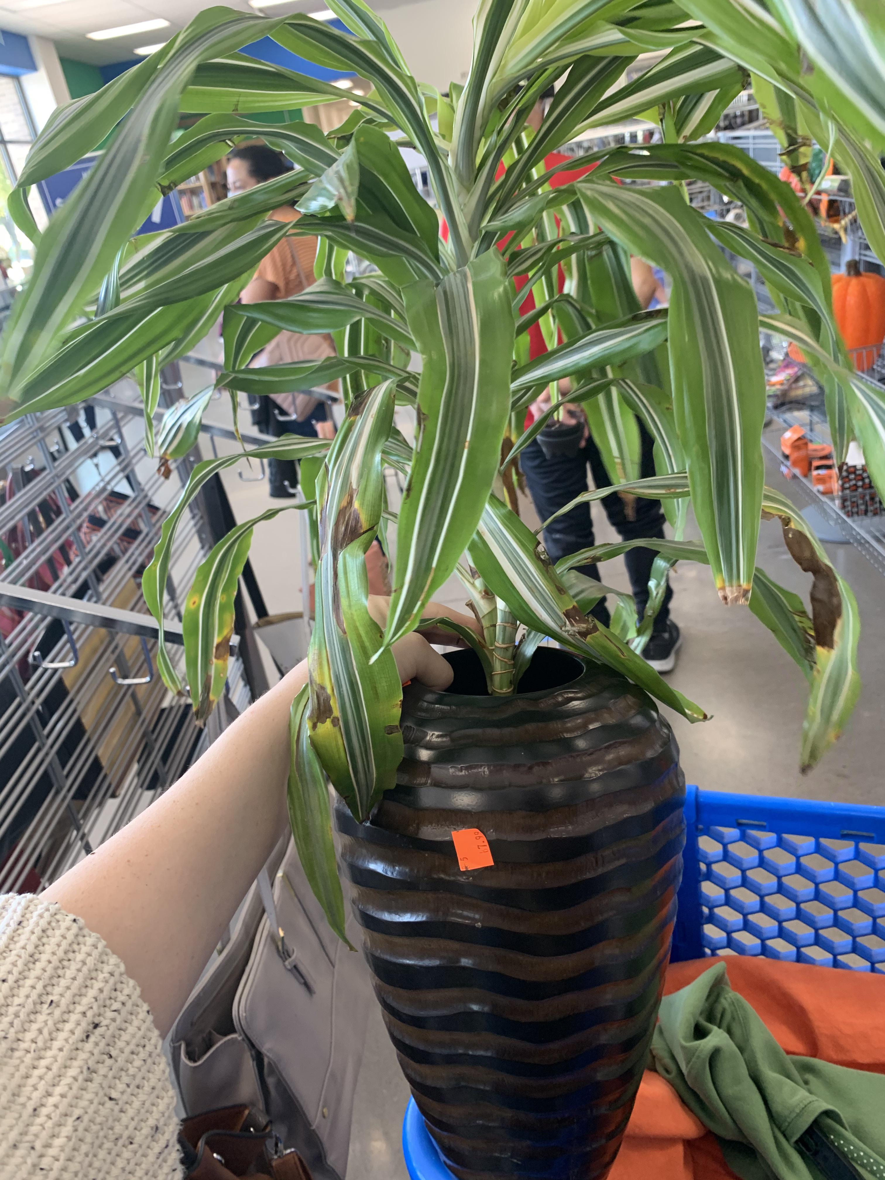 find this poor plant at a GOODWILL??? Got it for 1.99 including the