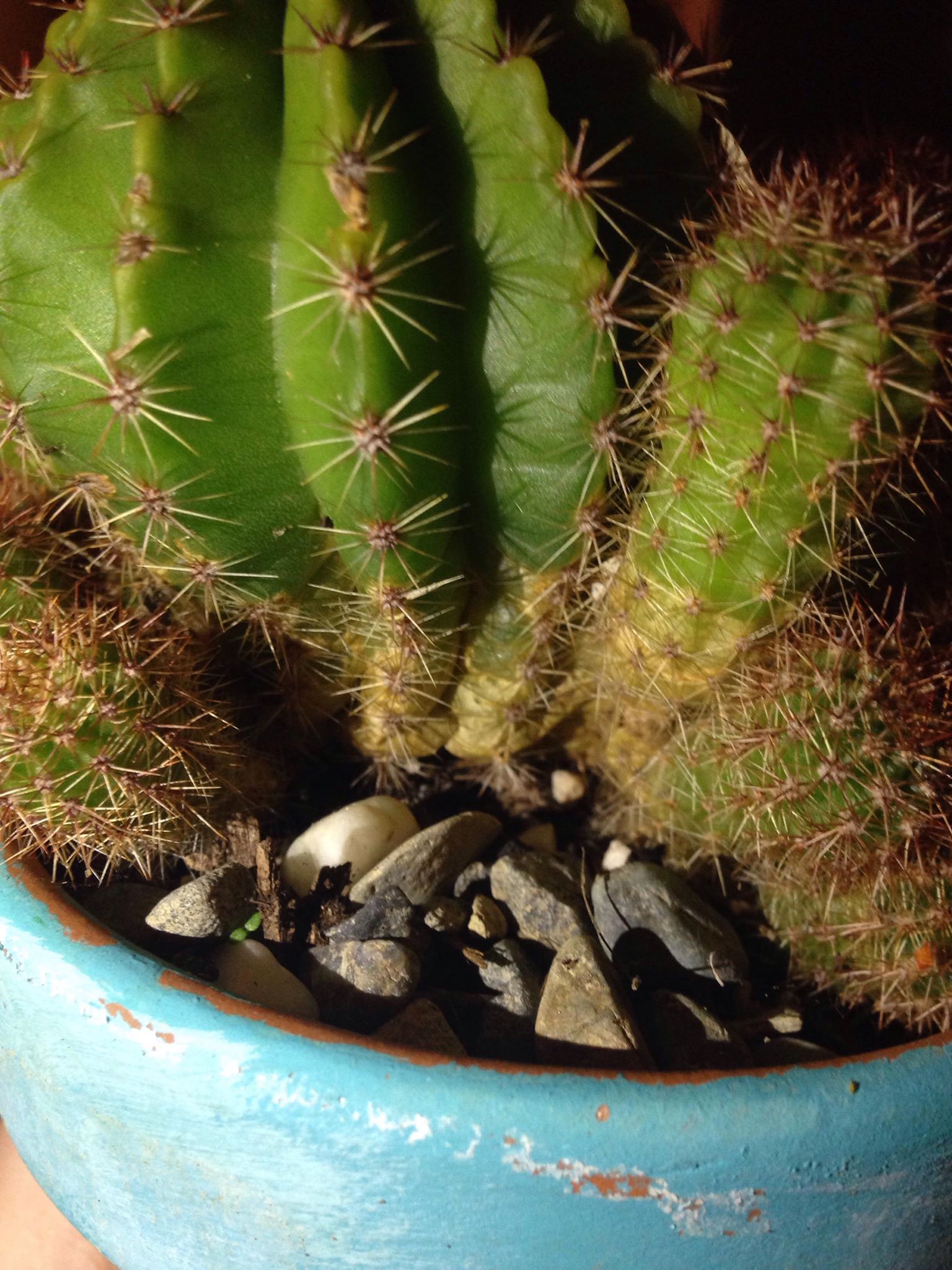 What Does Cactus Fungus Look Like at Cornelia Smith blog