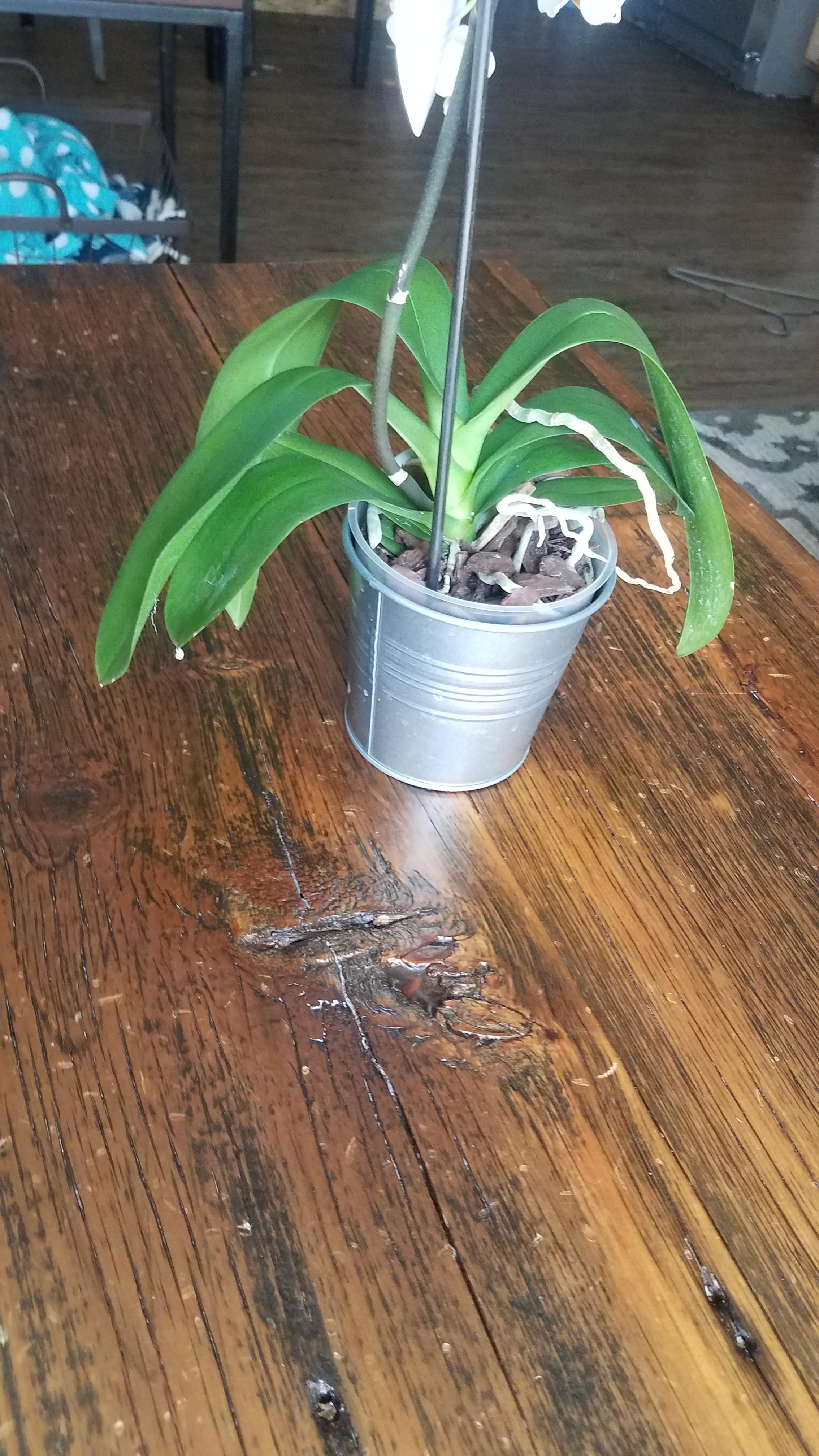 should I be concerned for the dropping leaves? they were all up a day