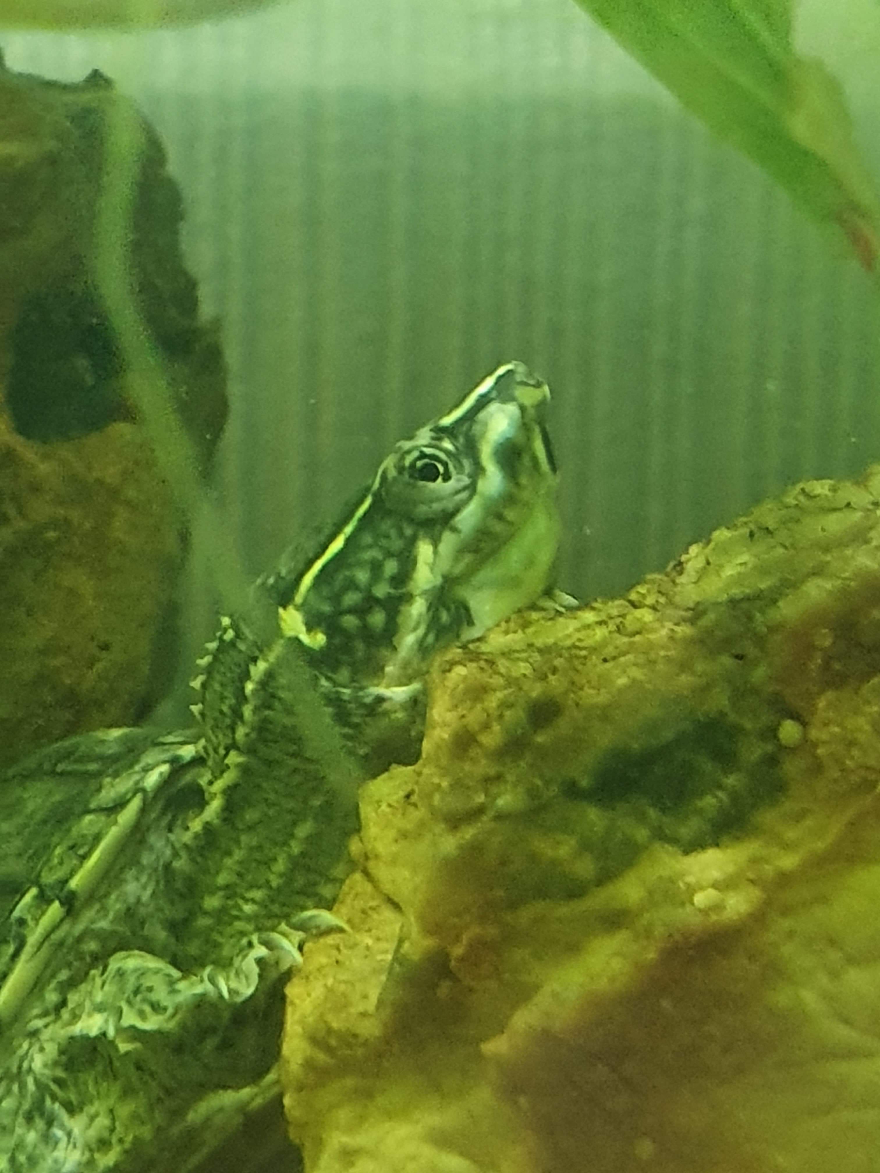Poorly turtle? My turtle got his eye scratched by another turtle recently and it seems a bit
