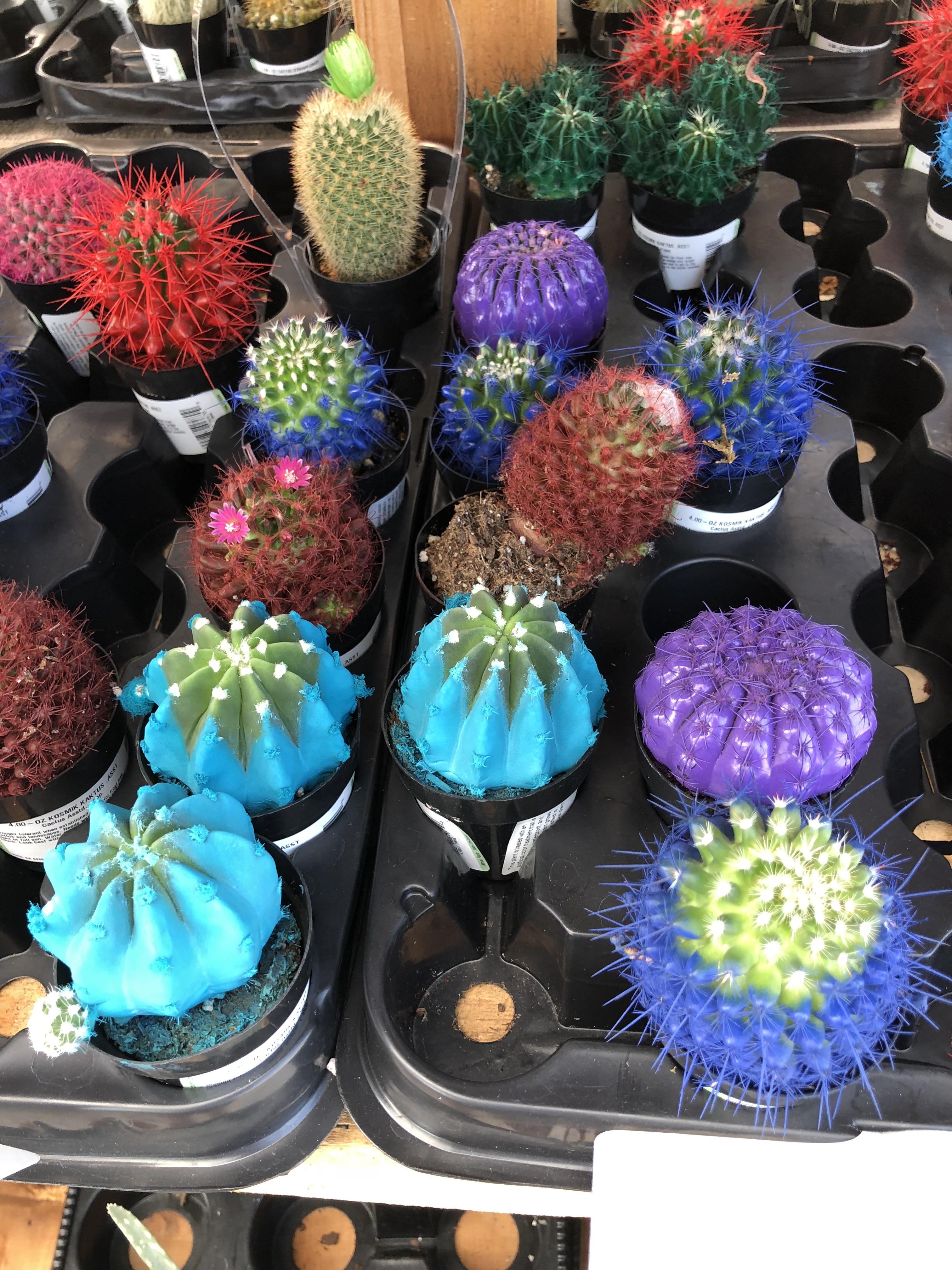 Christmas Cactus Spray Some horrible company spray painted these cacti and called them Kosmik