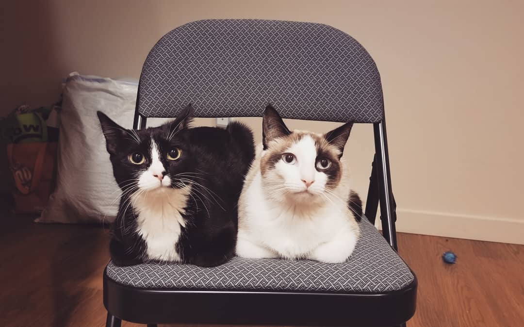 They loaf in this chair together to watch me cook dinner/periodically