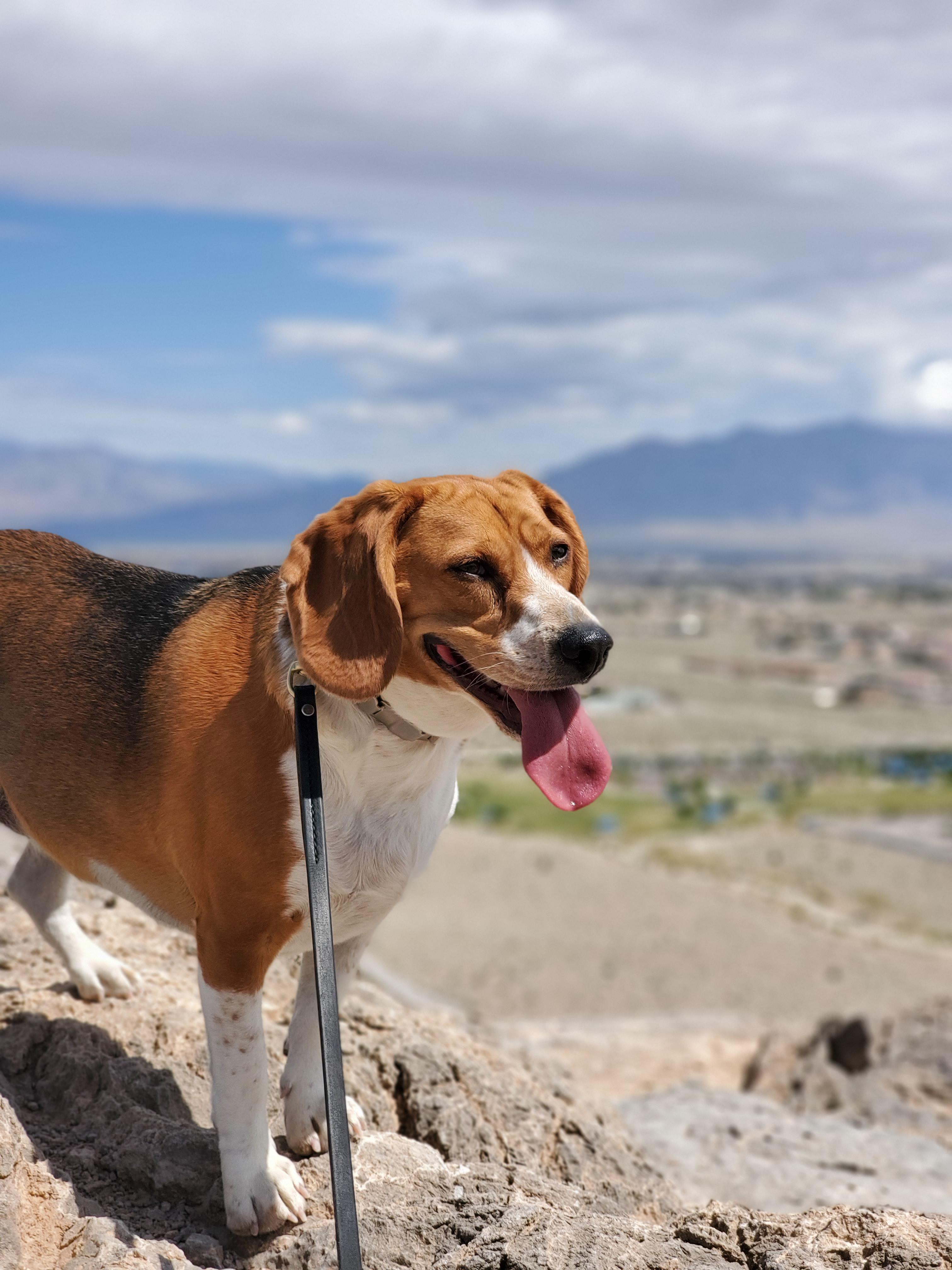 Las Vegas has more to offer than casinos. r/beagle
