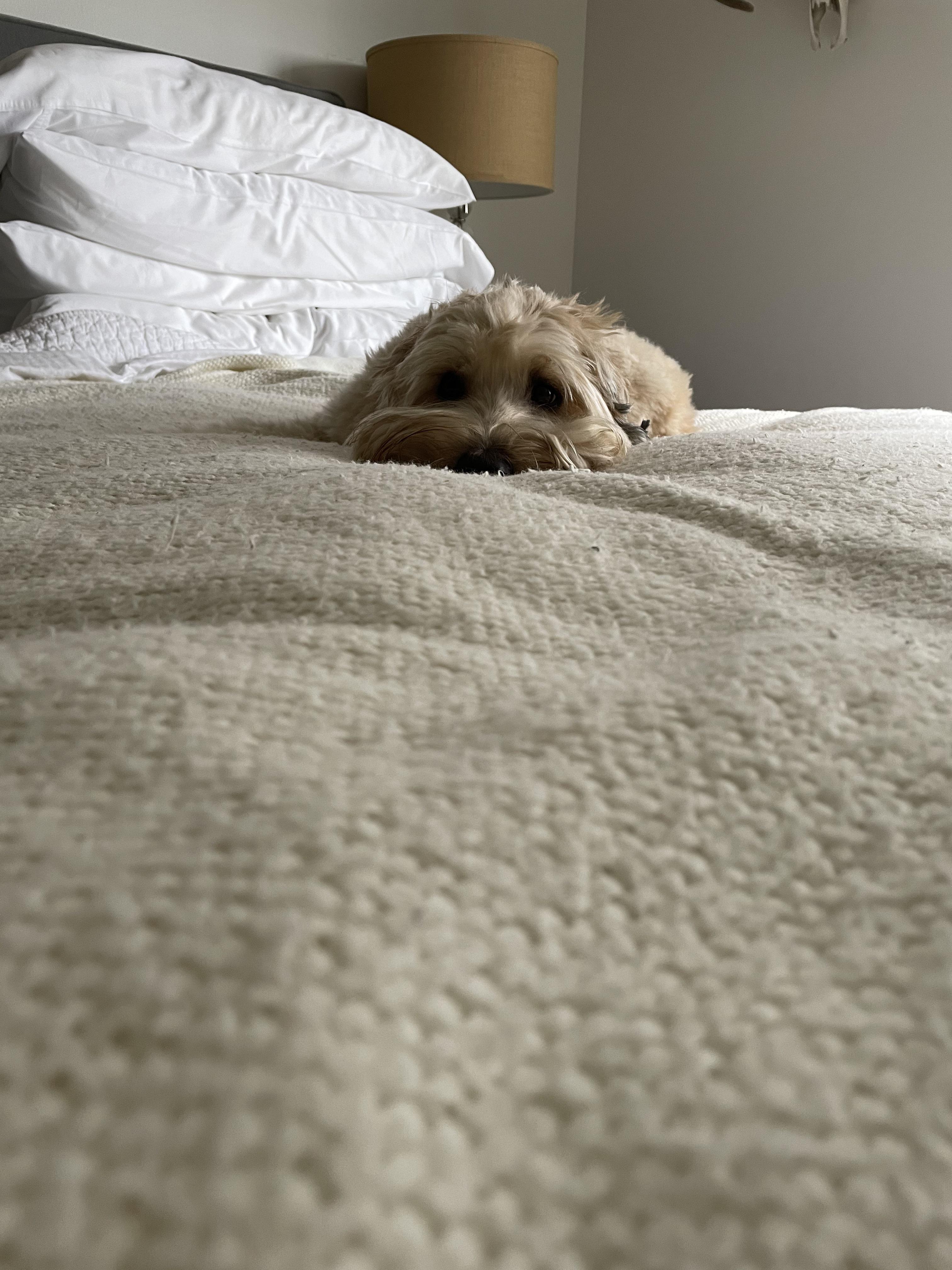 I saw my dog after 4 months apart! Now she’s all tired from licking my