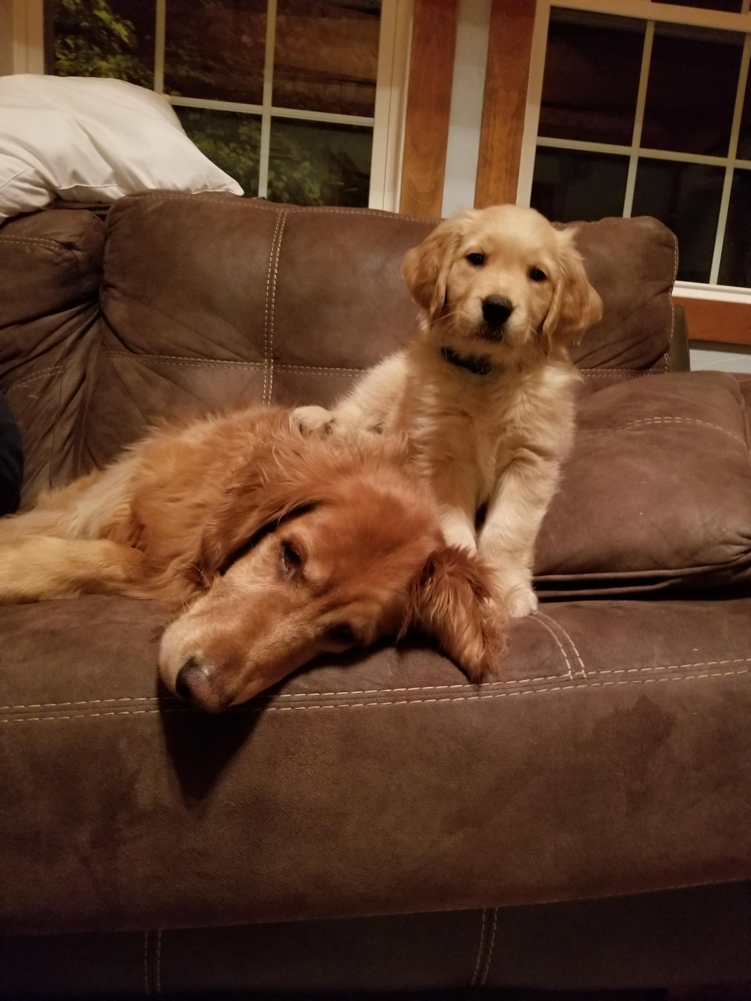 The novelty of the puppy has worn off. Resignation to suffering has set