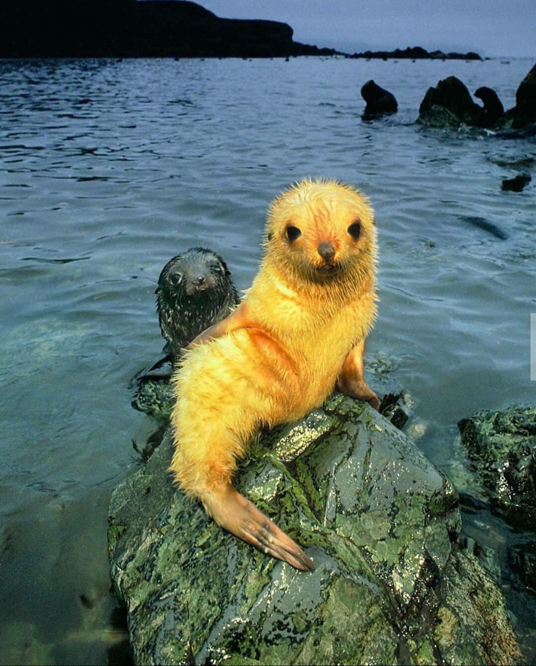 🔥 A albino seal pup🔥🔥 r/NatureIsFuckingLit