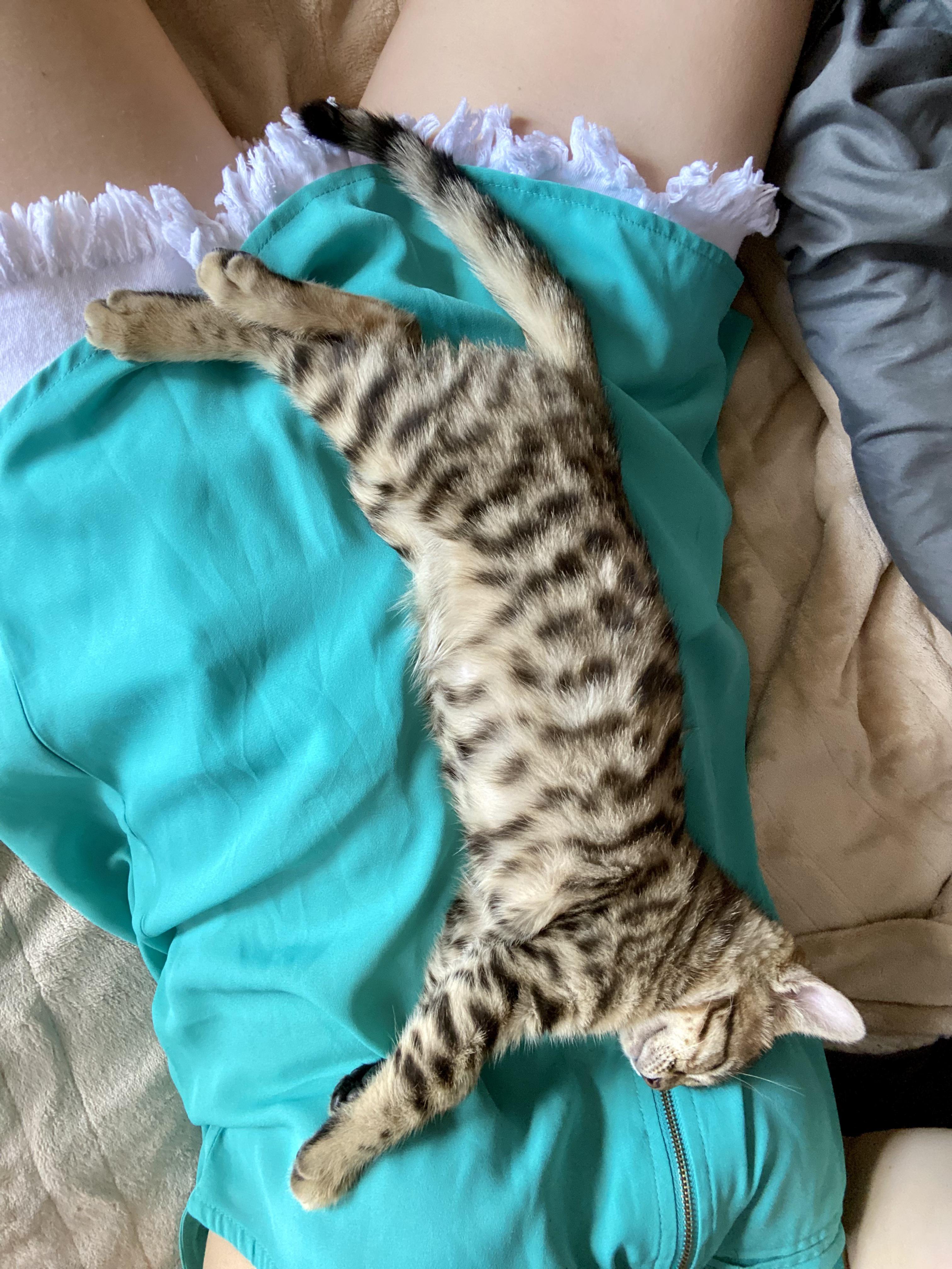 Her happiest place is sleeping on me. It’s so cute 🥰 r/cats