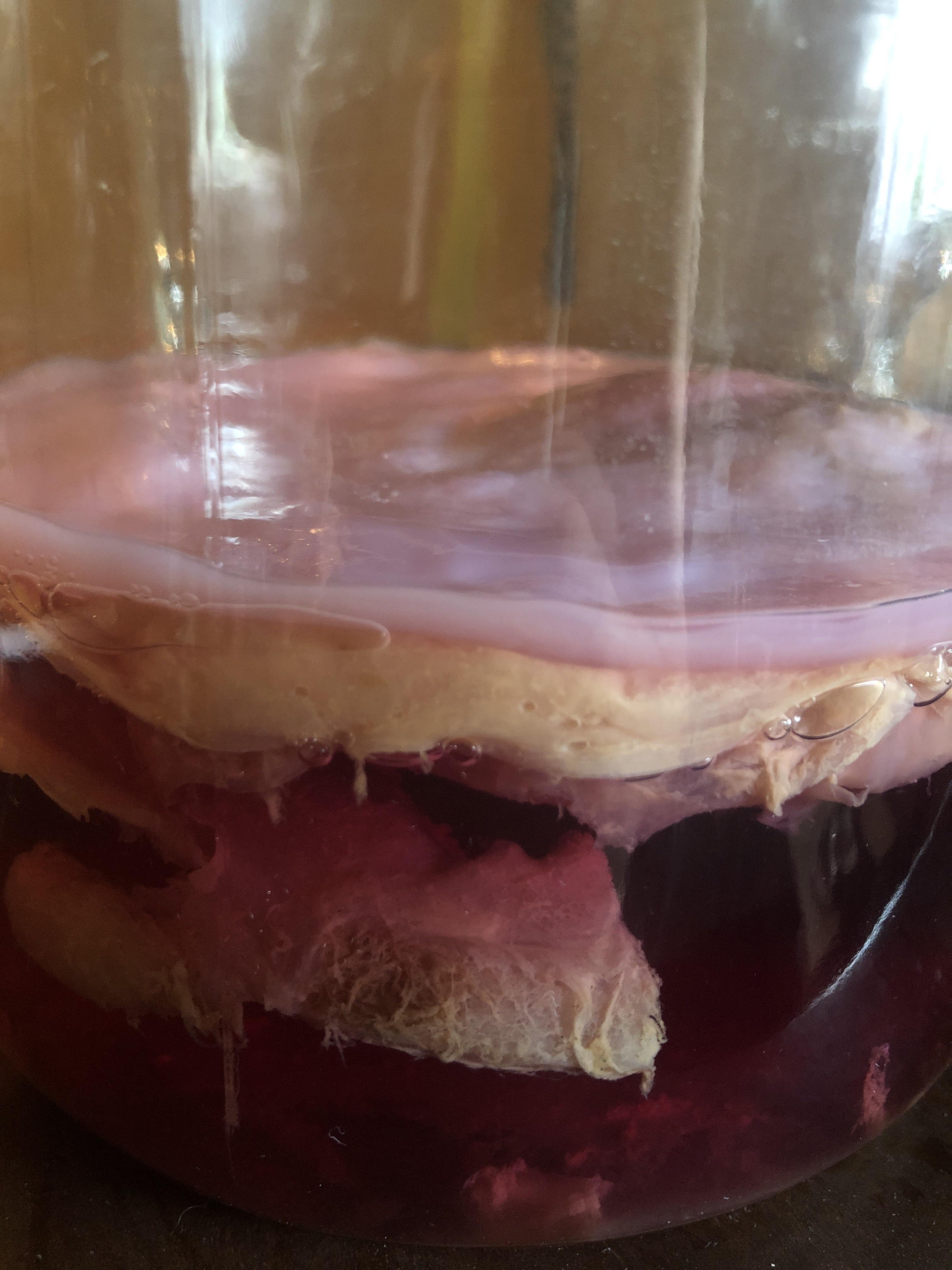 Toss scoby? I added blue pea flower and blue lotus to this batch but