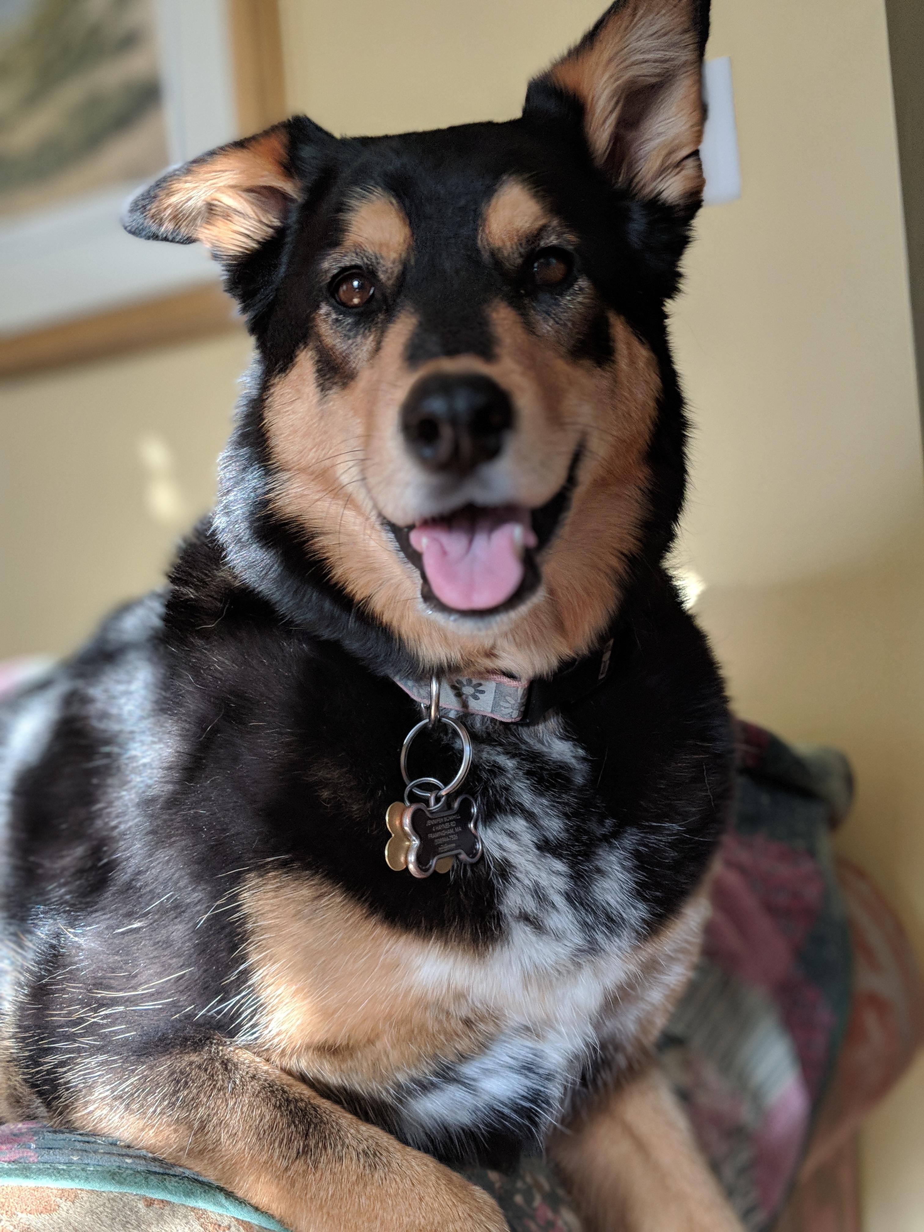Husky/Doberman Pinscher mix (Aka a DoberHusky) r/aww