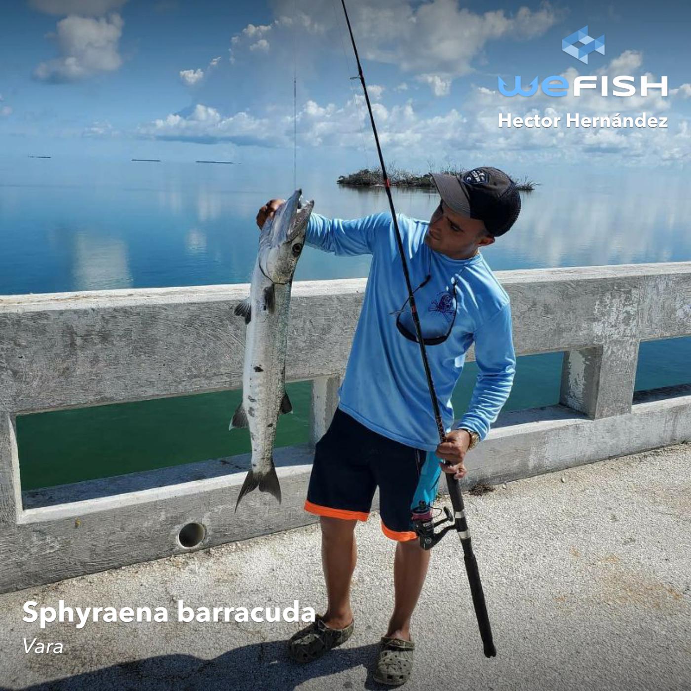 Great barracuda caught in Miami r/Florida_Fishing