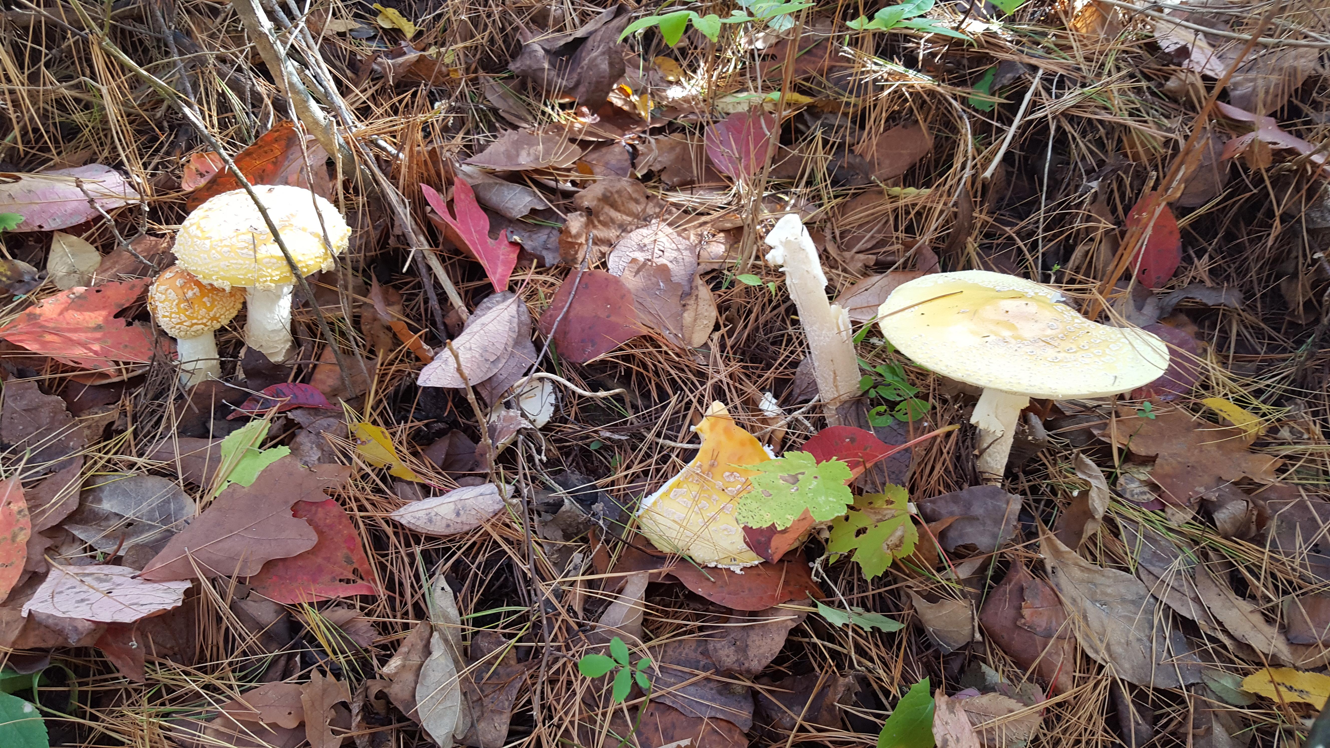 Are these amanita muscaria? What would have been eating on them? r