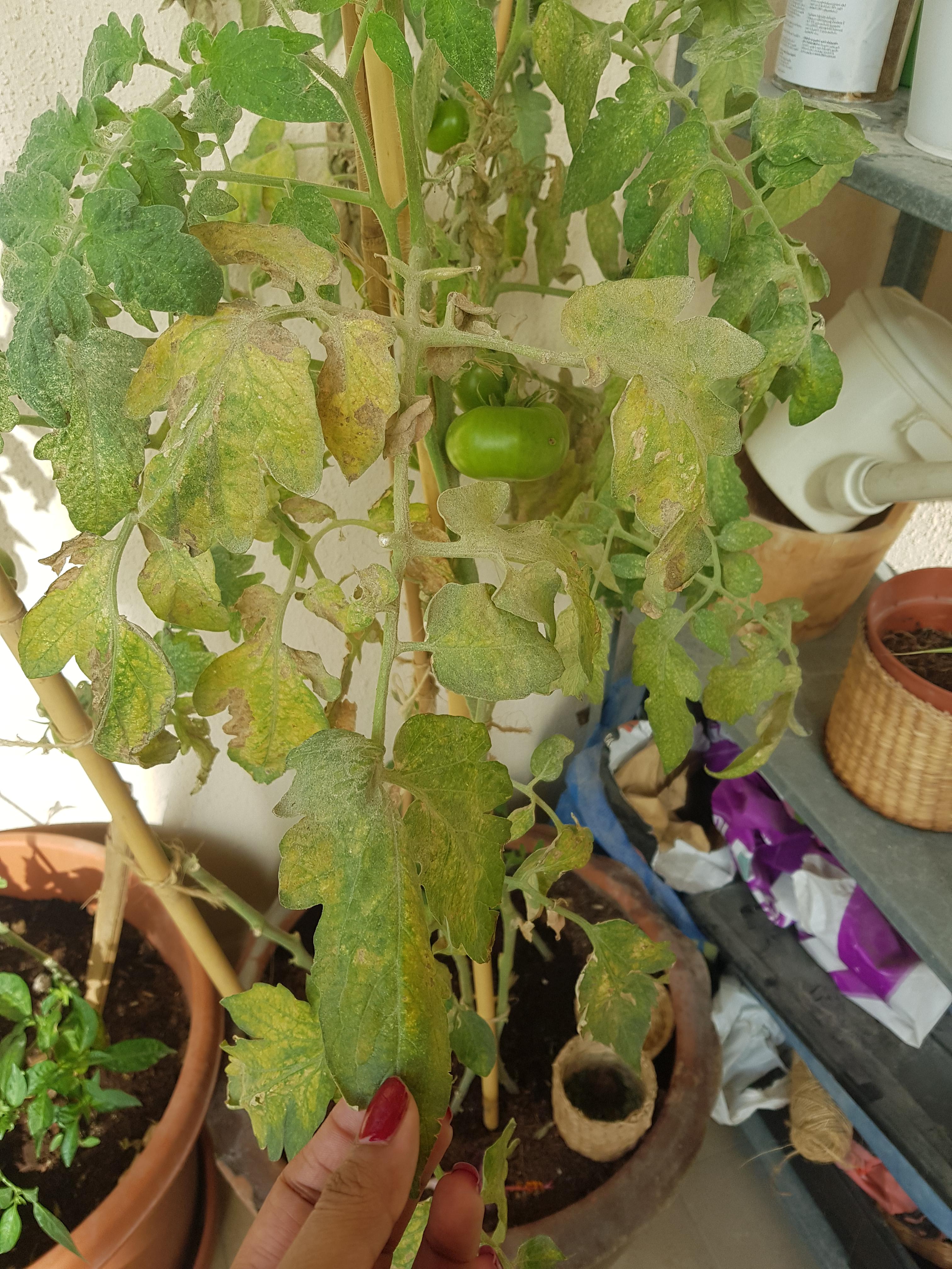 My healthy tomato plant turning yellow now. Dont know whats happening