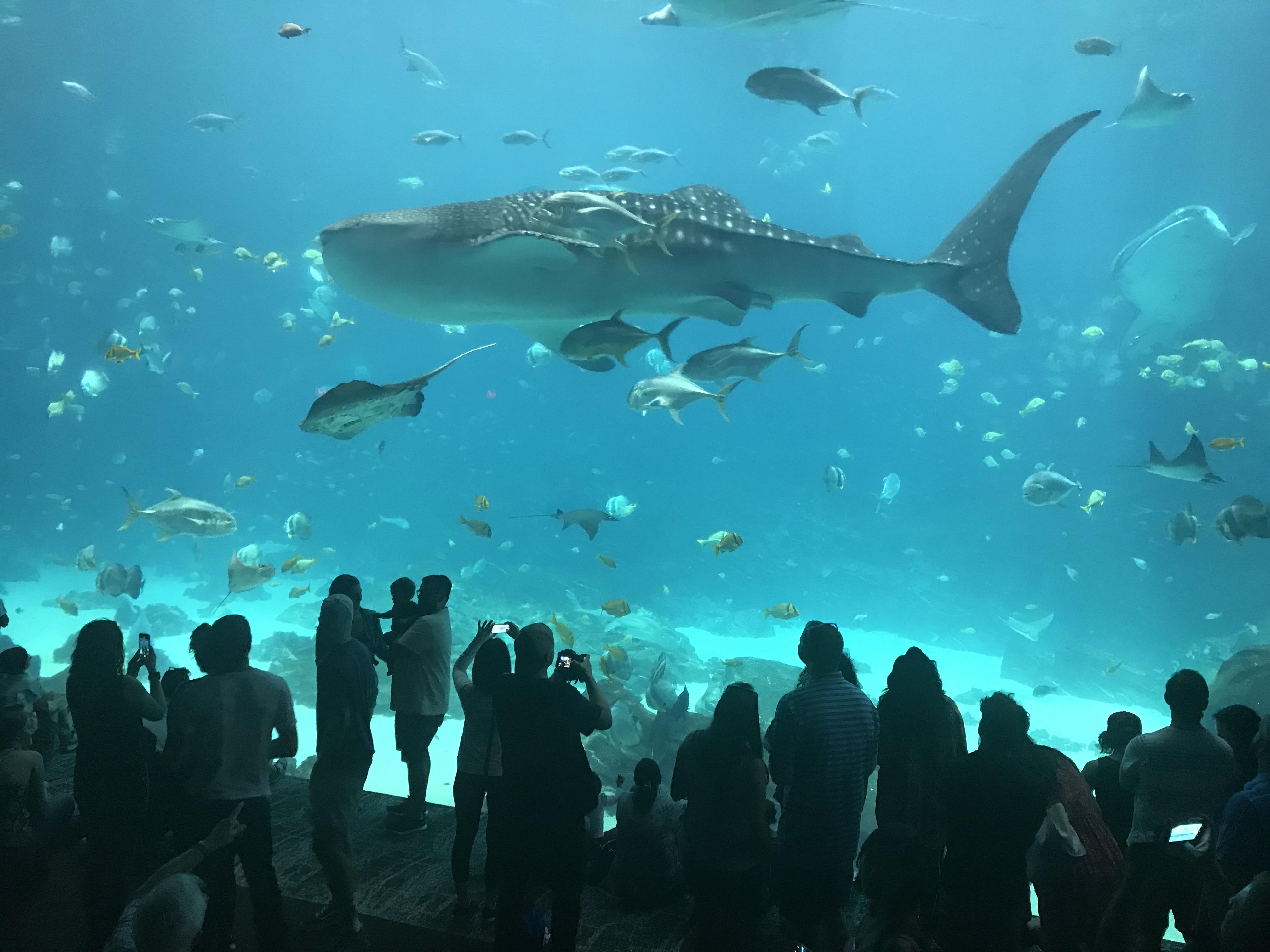Where Did The Aquarium Whale Sharks Come From Aquarium Views