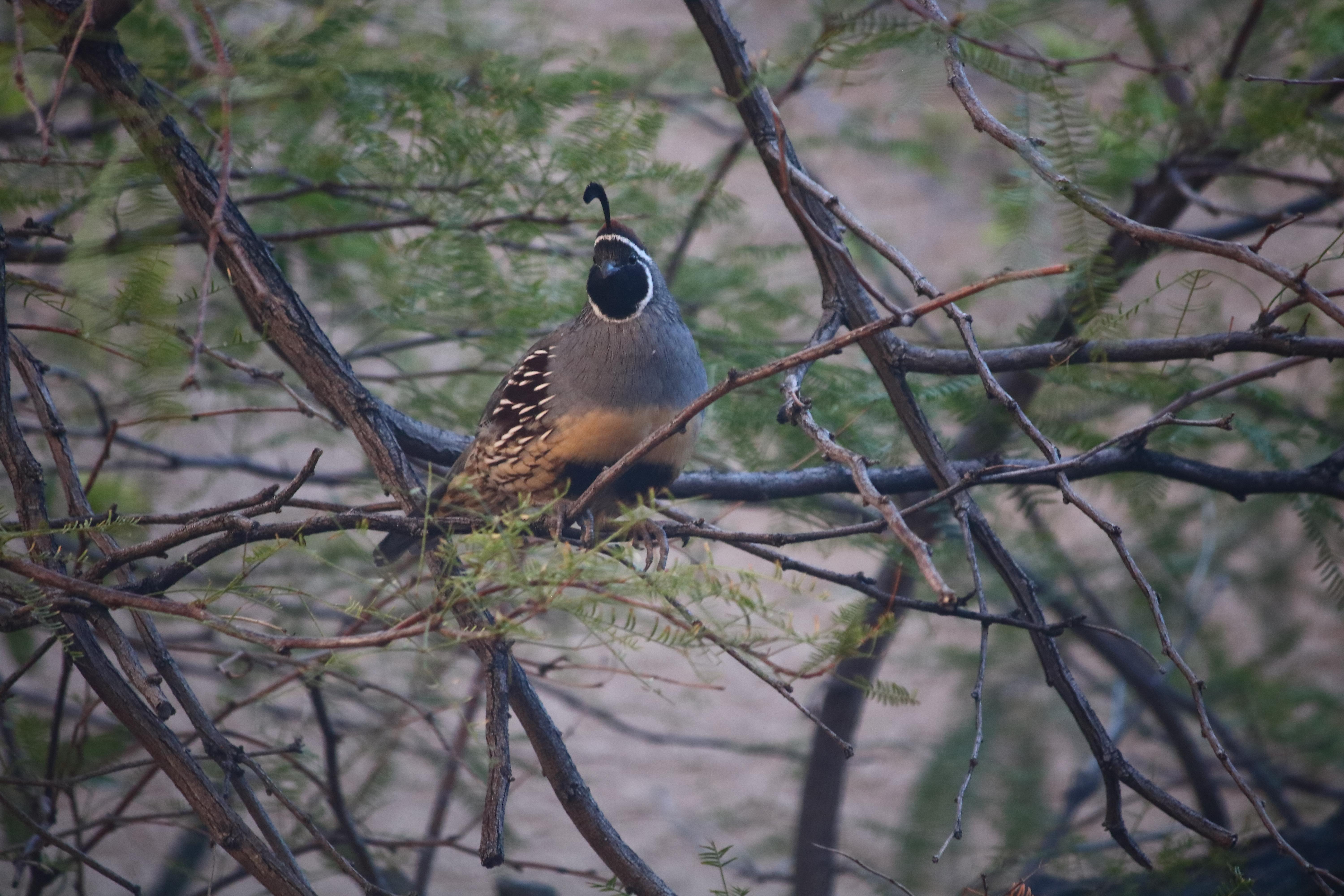 California quail or gamble's quail? Las Vegas, NV r/whatsthisbird