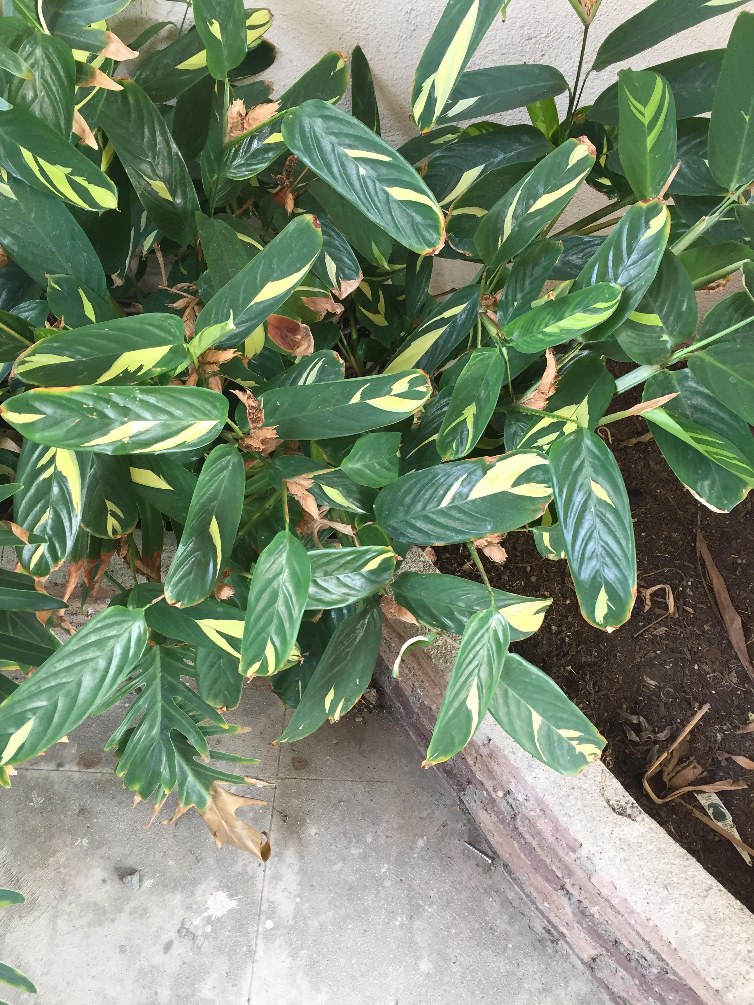 Los Angeles Outdoor Anyone know? I want to make it into an indoor