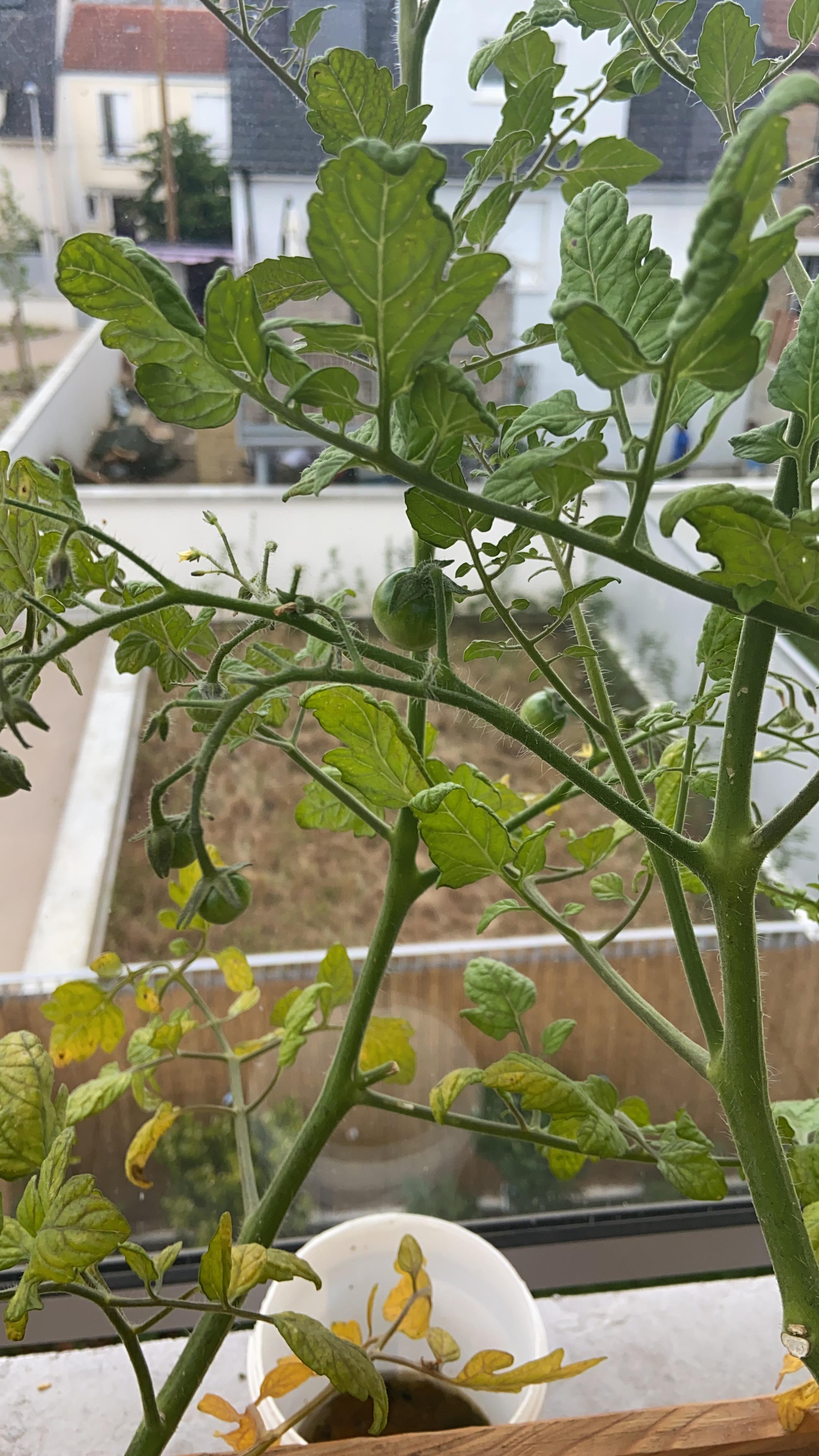 Any idea why my tomato plants are yellowing? Planted in a container on