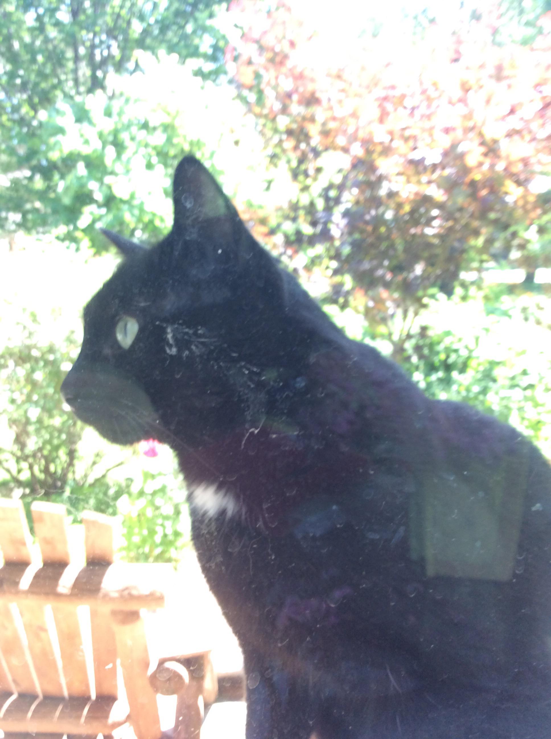 Reddit meet Ace, a 3 yo black cat that is my life