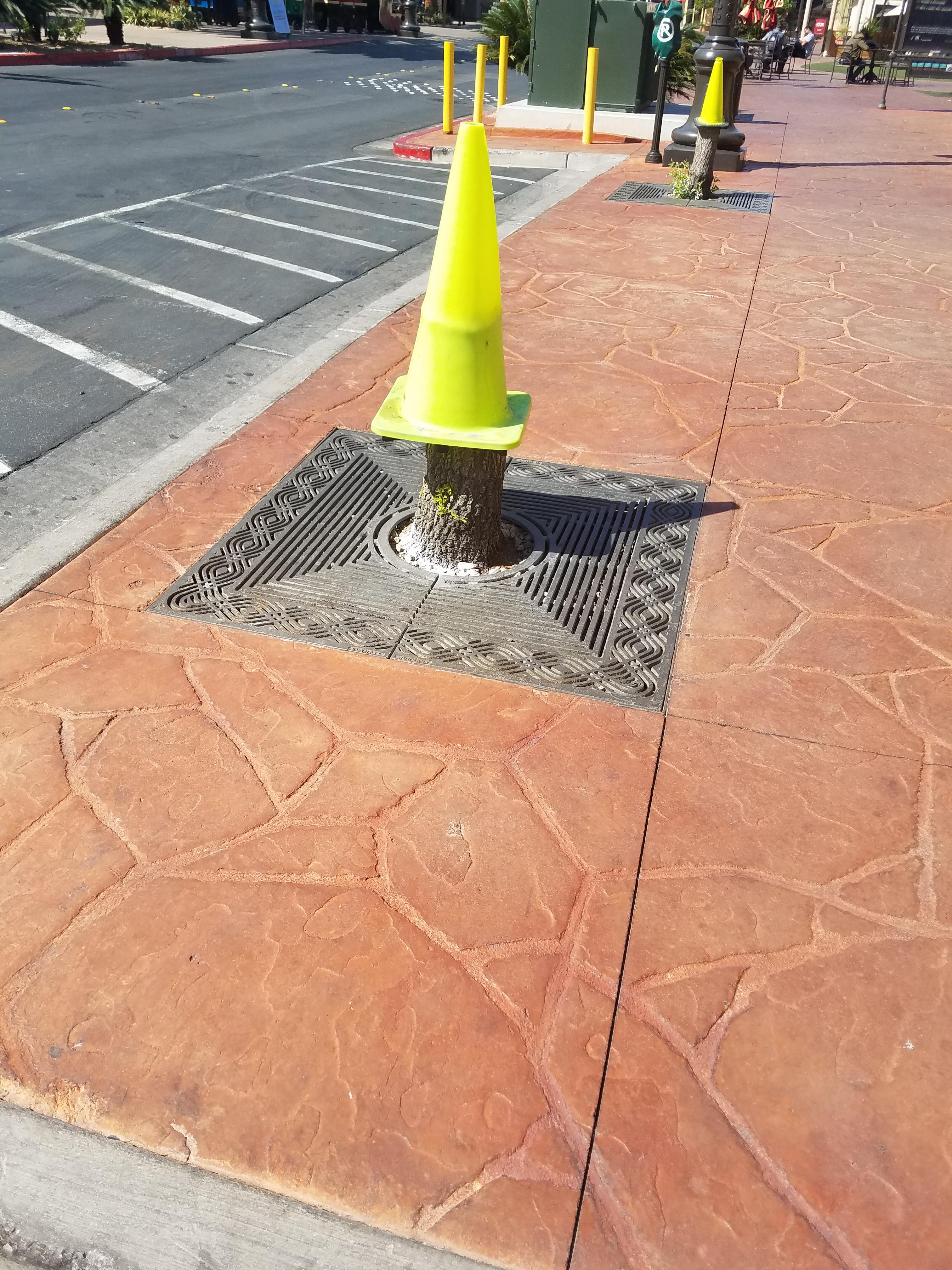 Nevada's state flower is in full bloom this Spring. r/vegas