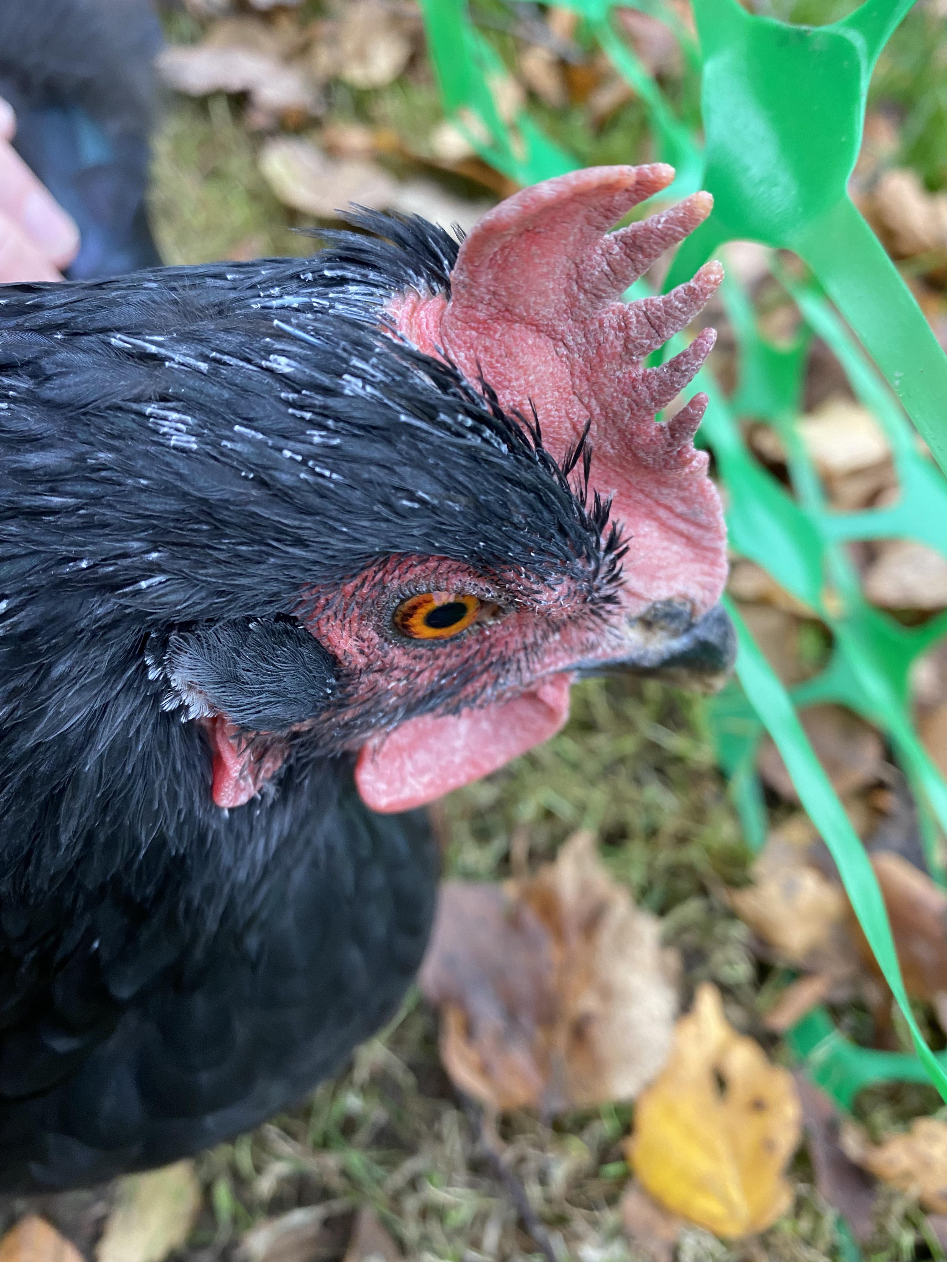 Anyone know why she looks like this? She’s lost quite a few feathers