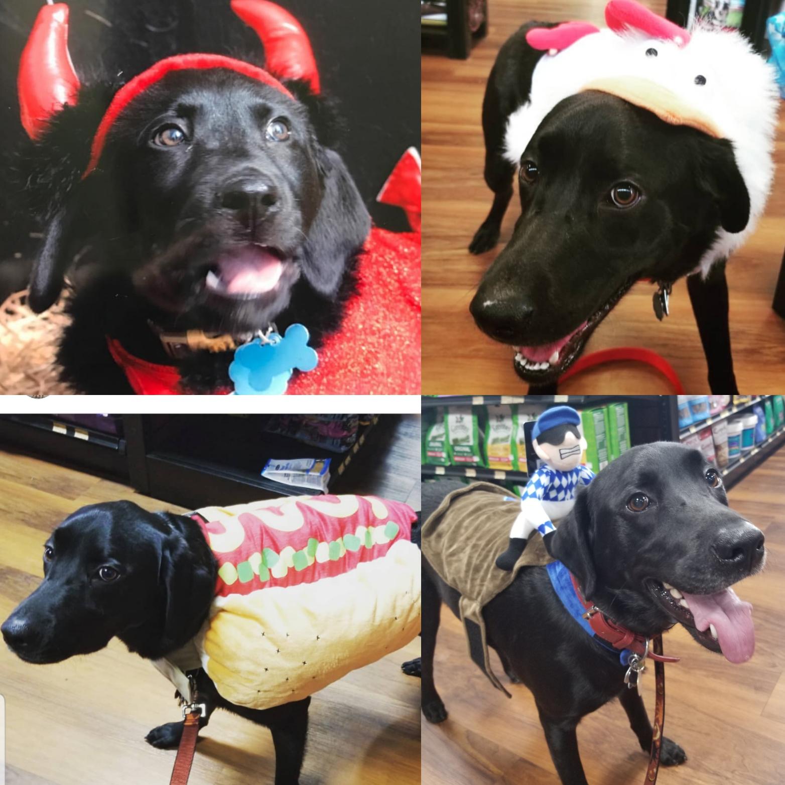 Happy October ! 4 years of Lukes halloween costumes. Wiener costume was