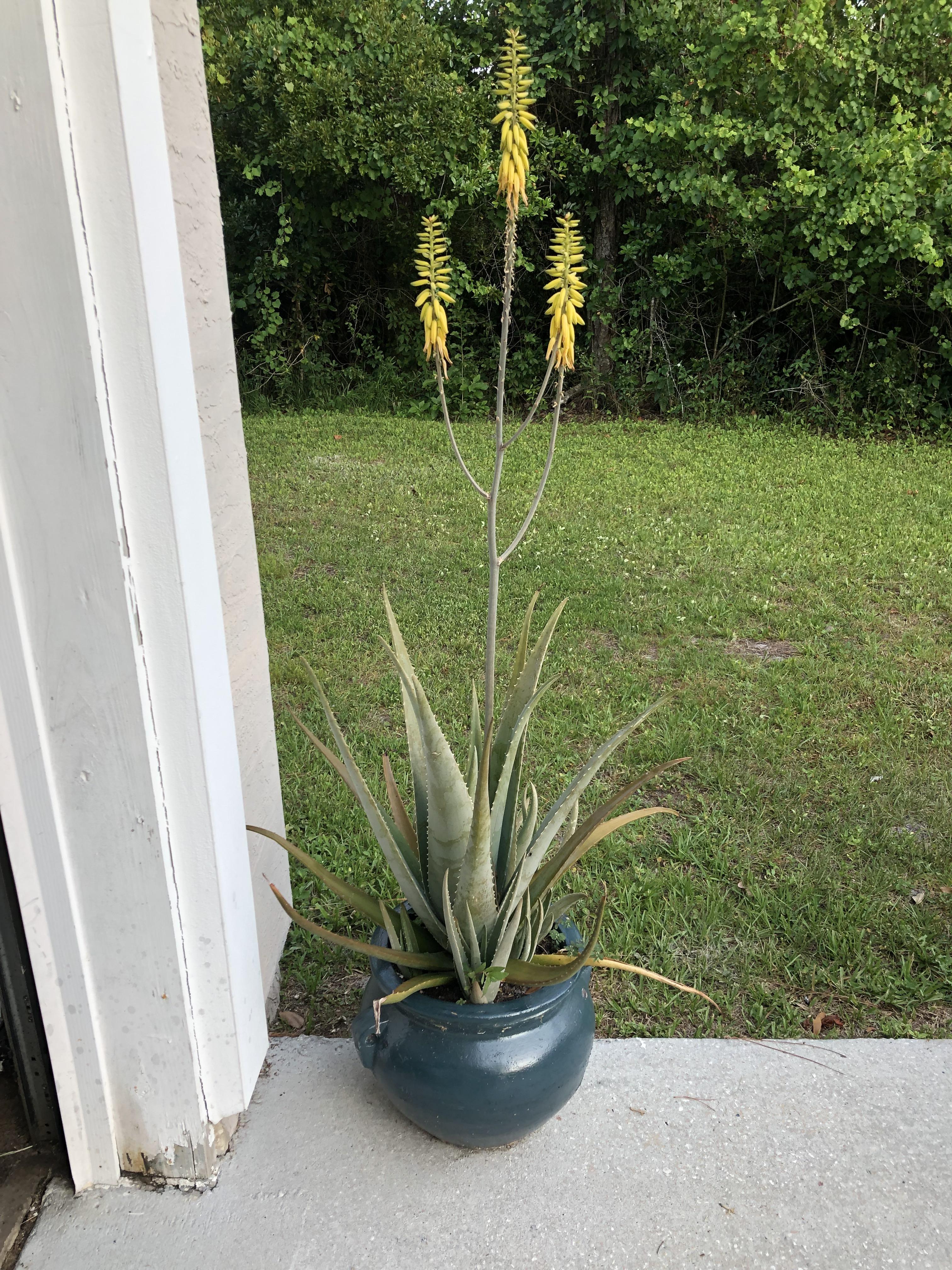 My aloe plant! r/plants