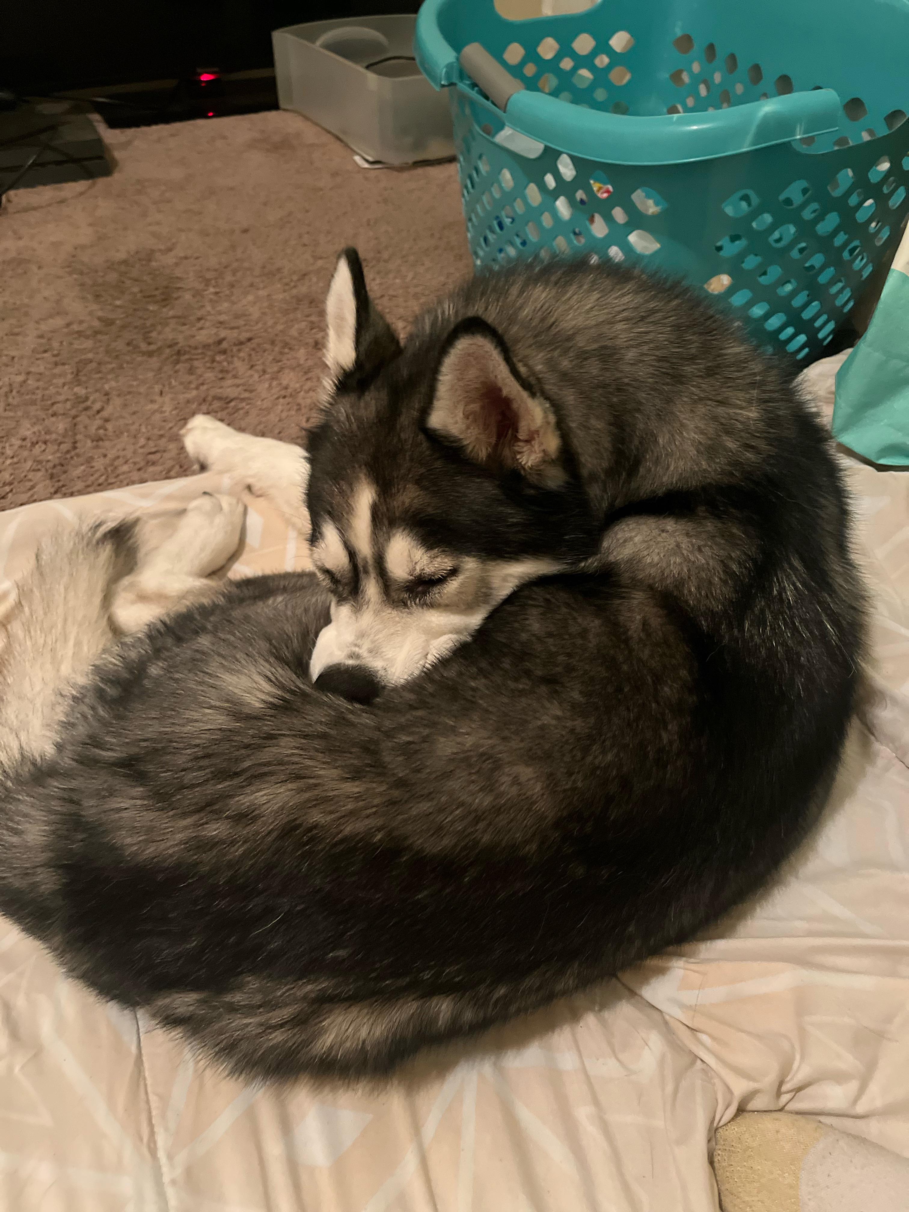 Why Is My Dog Mouthy